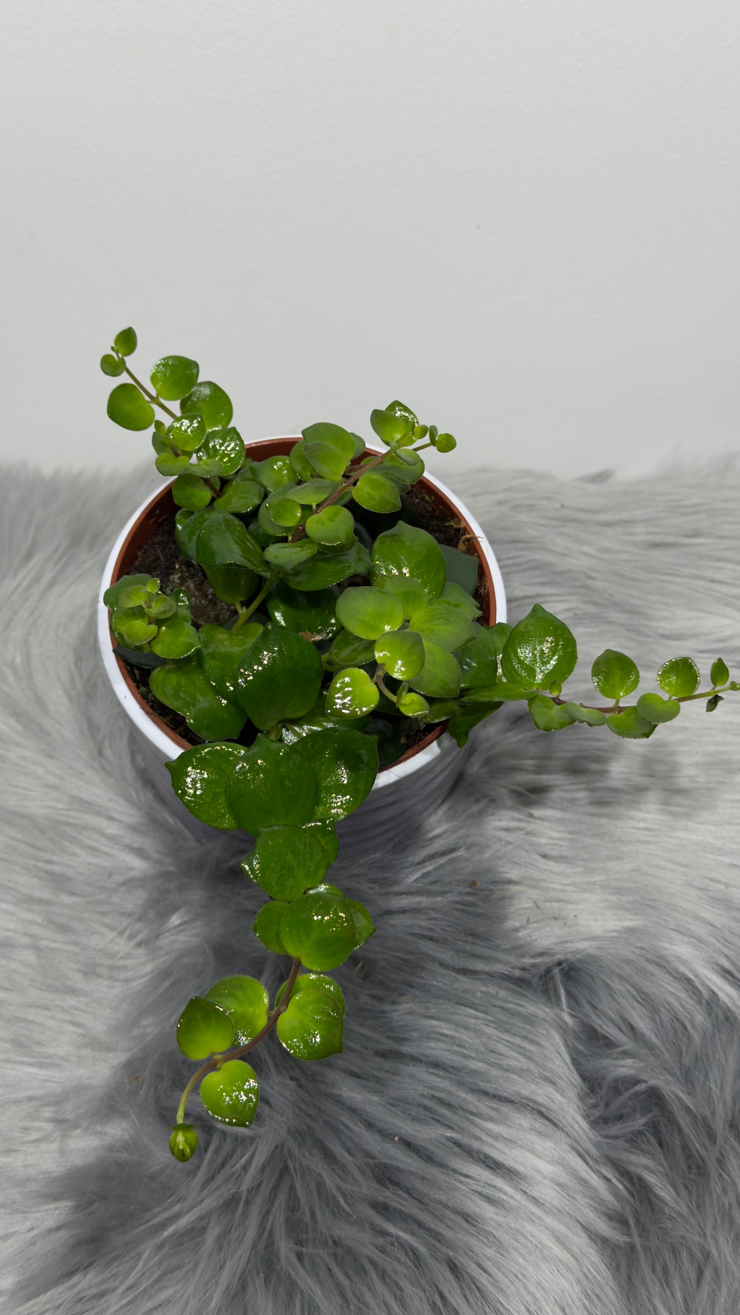 Aeschynanthus Pink Polka/ Lipstick plant - www.augi-plants.lv
