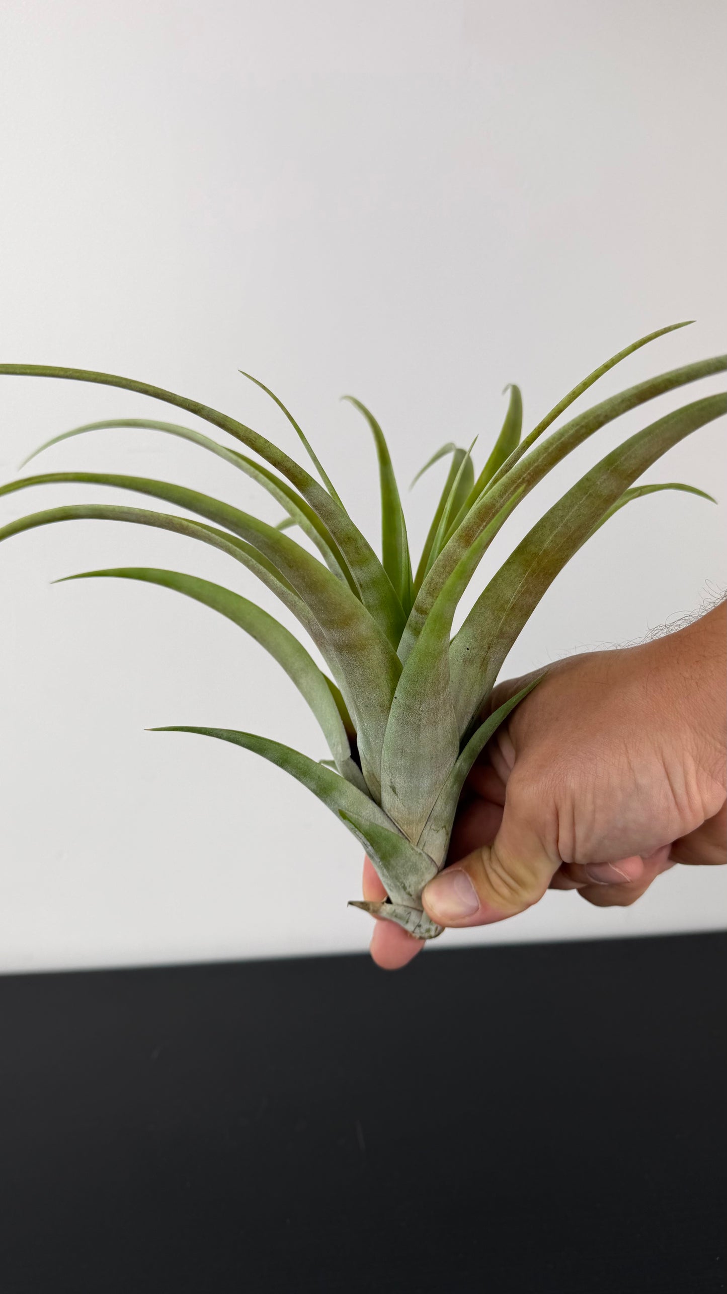 Tillandsia Air plant Capitata XL