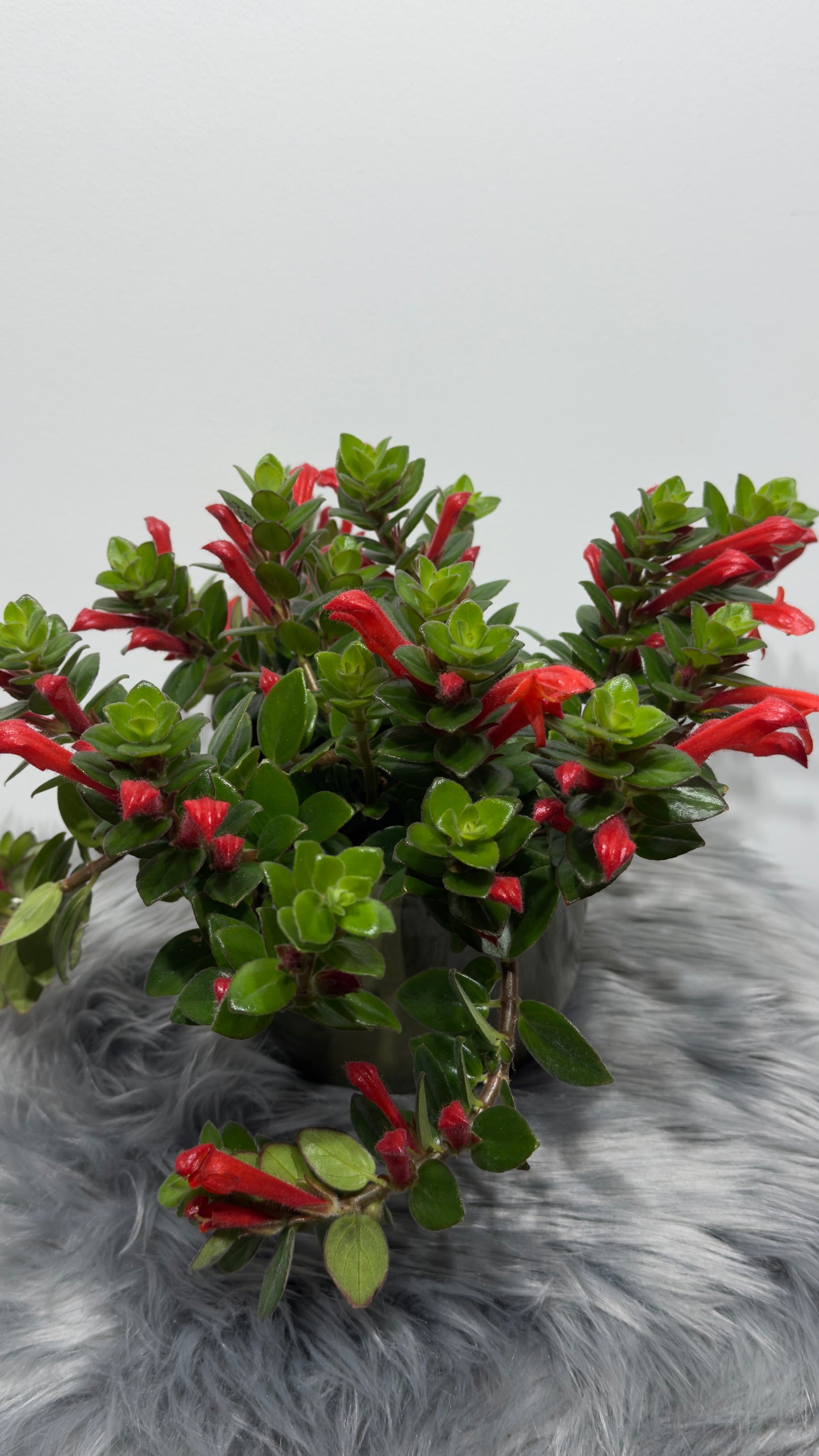 Column Krakatau - www.augi-plants.lv