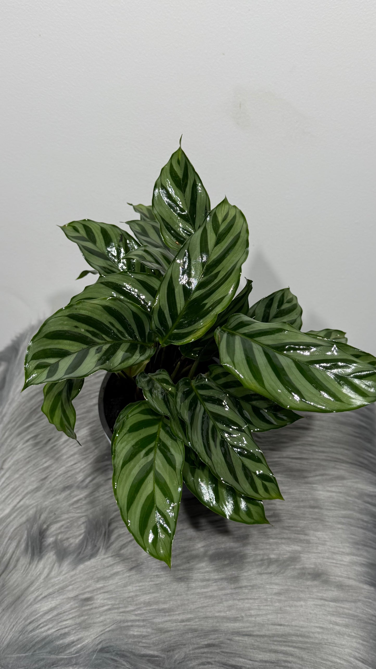 Calathea 4