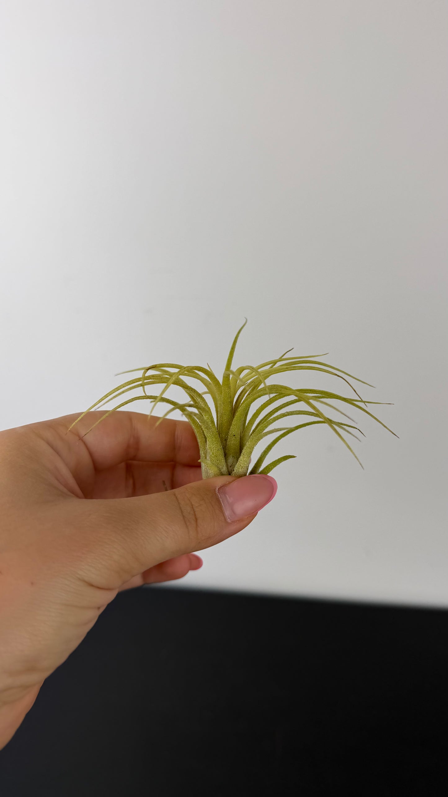 Tillandsia Air plant 9