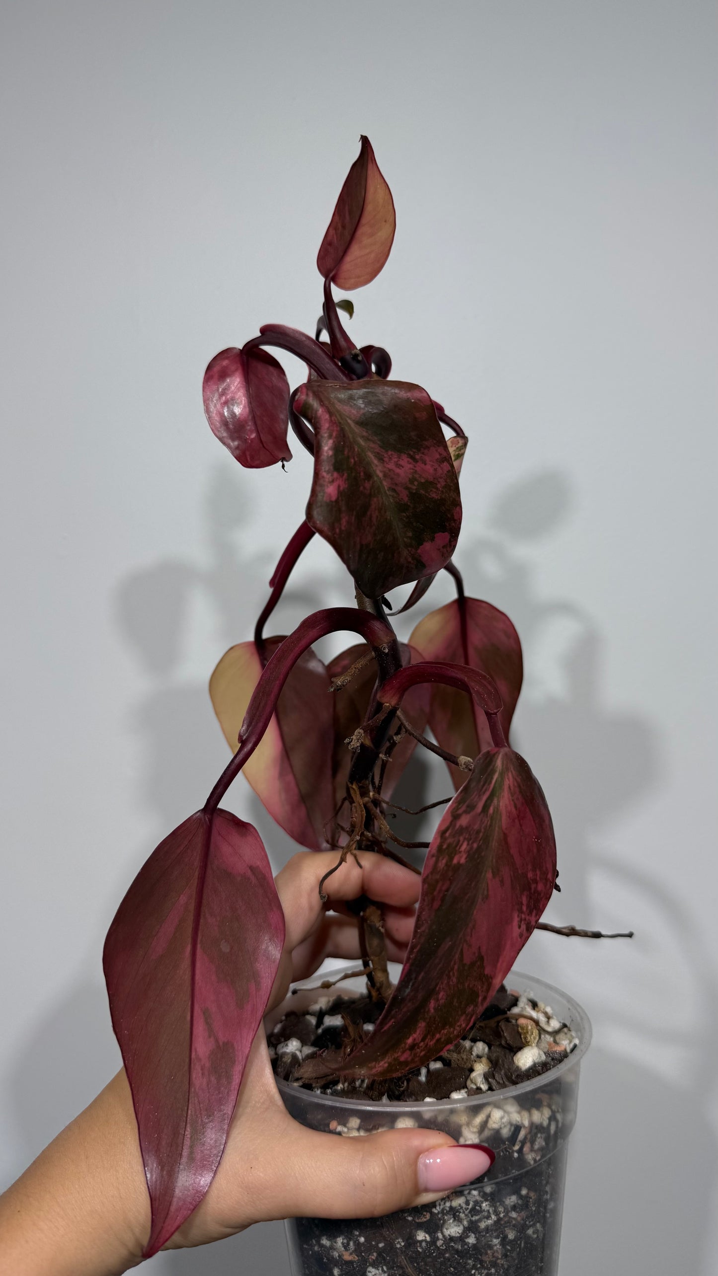 Philodendron Strawberry Shake