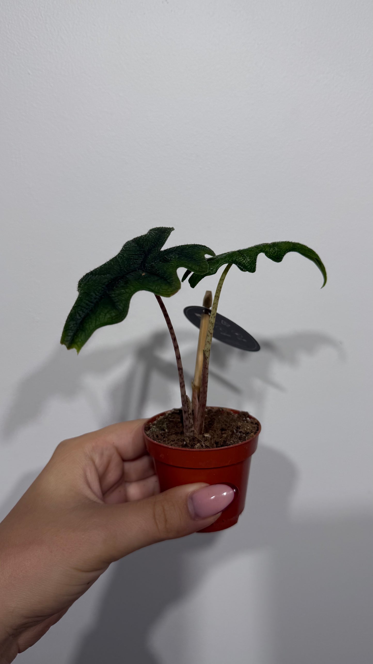 Alocasia Jacklyn