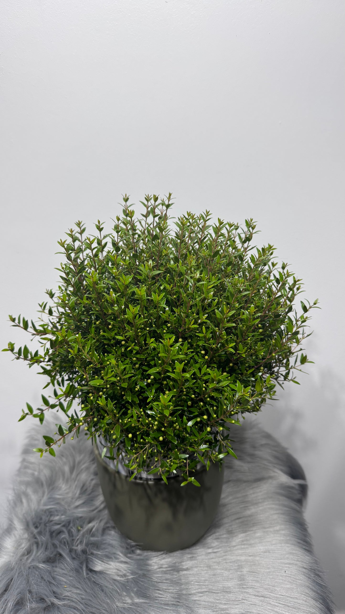 Myrtus Communis Mirte