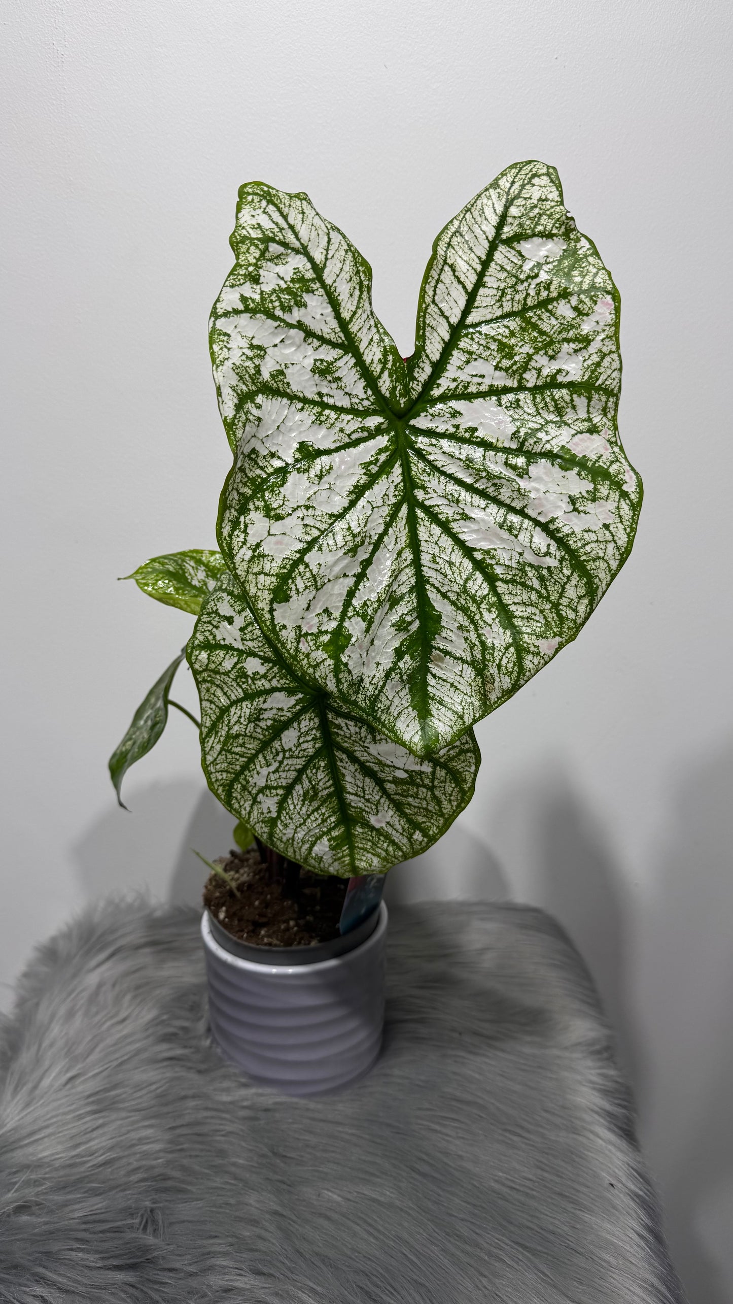 Caladium