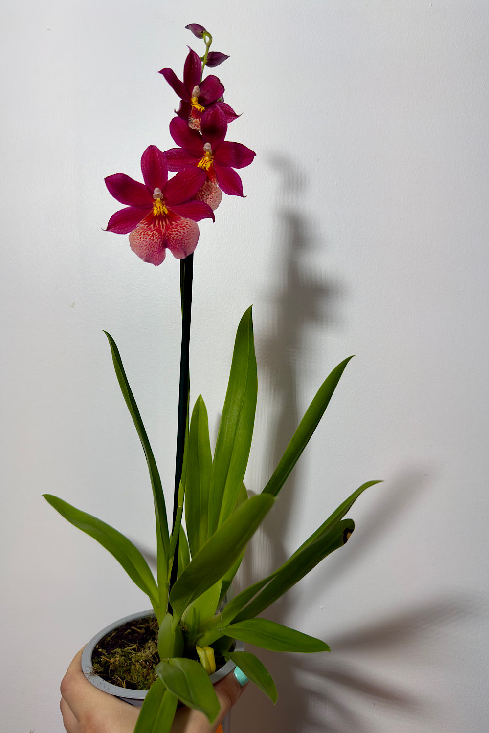 Orhideja Cambria 9 SMARŽO! - www.augi-plants.lv