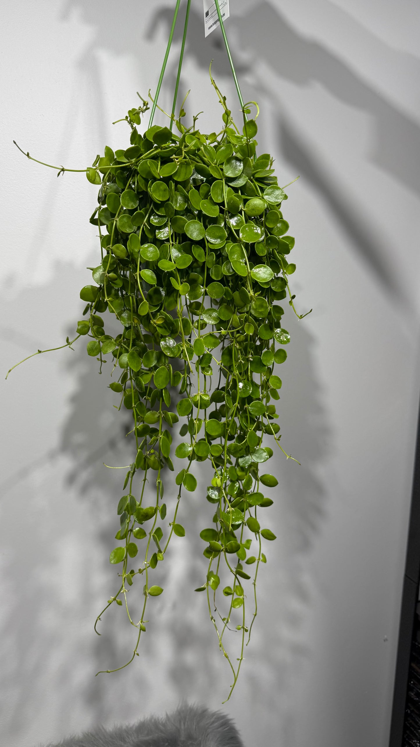 Dischidia Nummularia