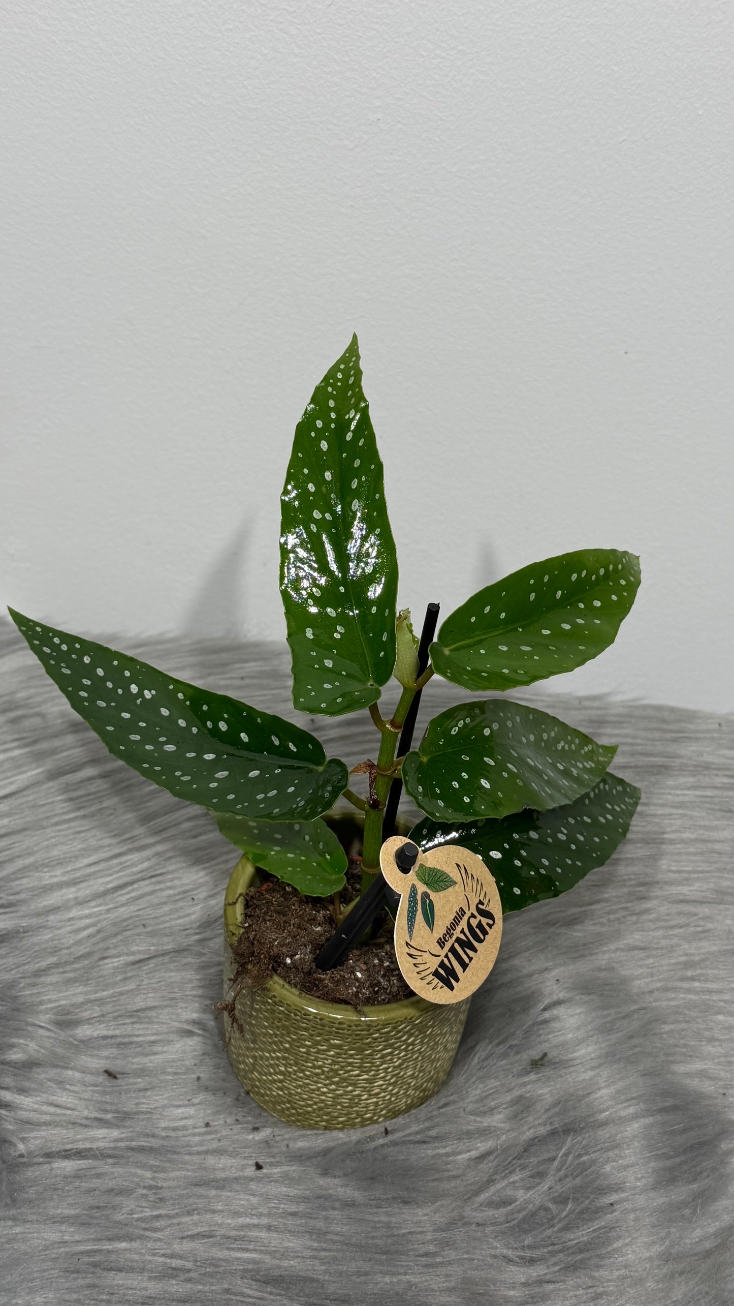 Begonia Angel Wings 3