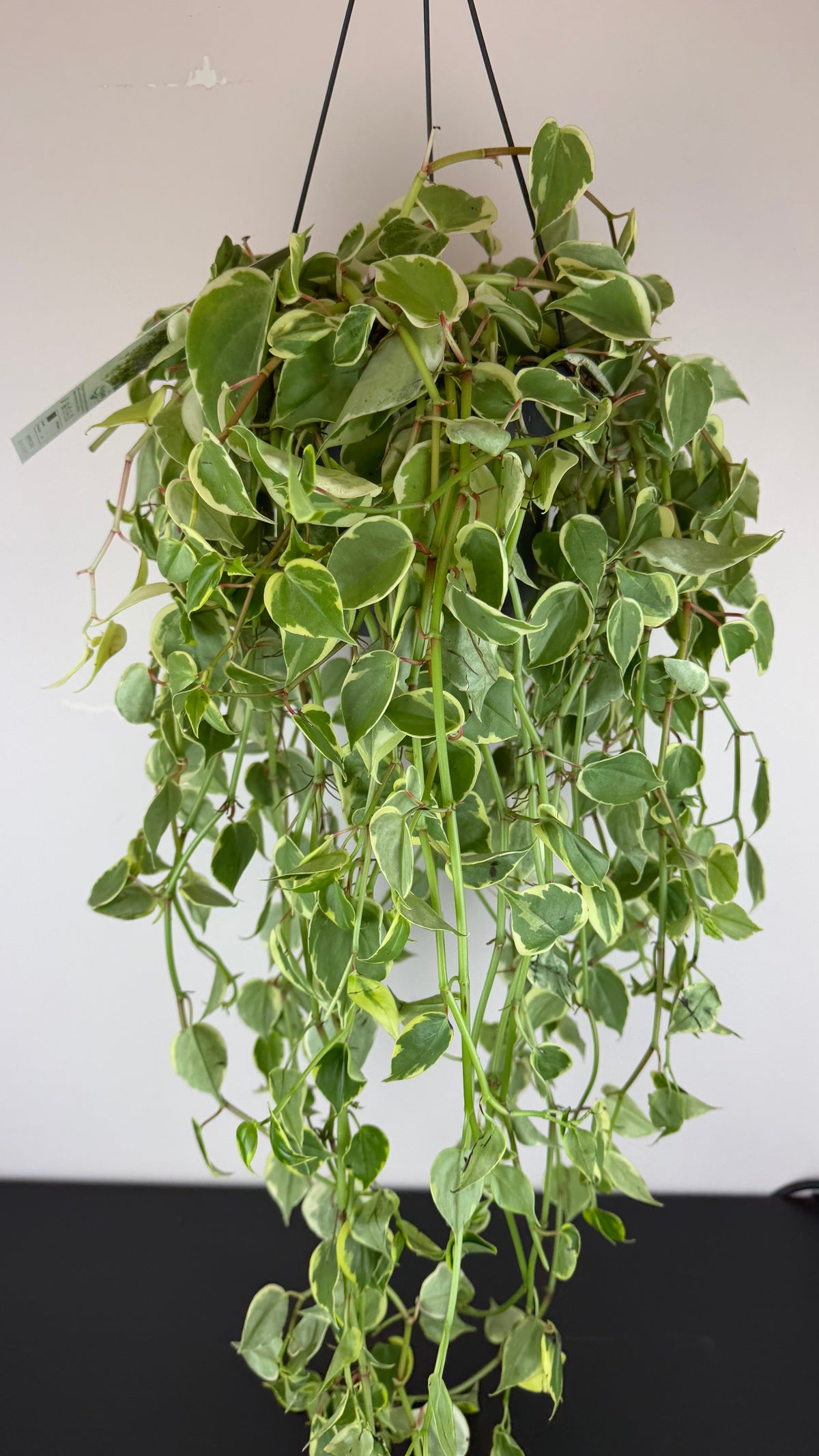 Peperomia scandens Variegata