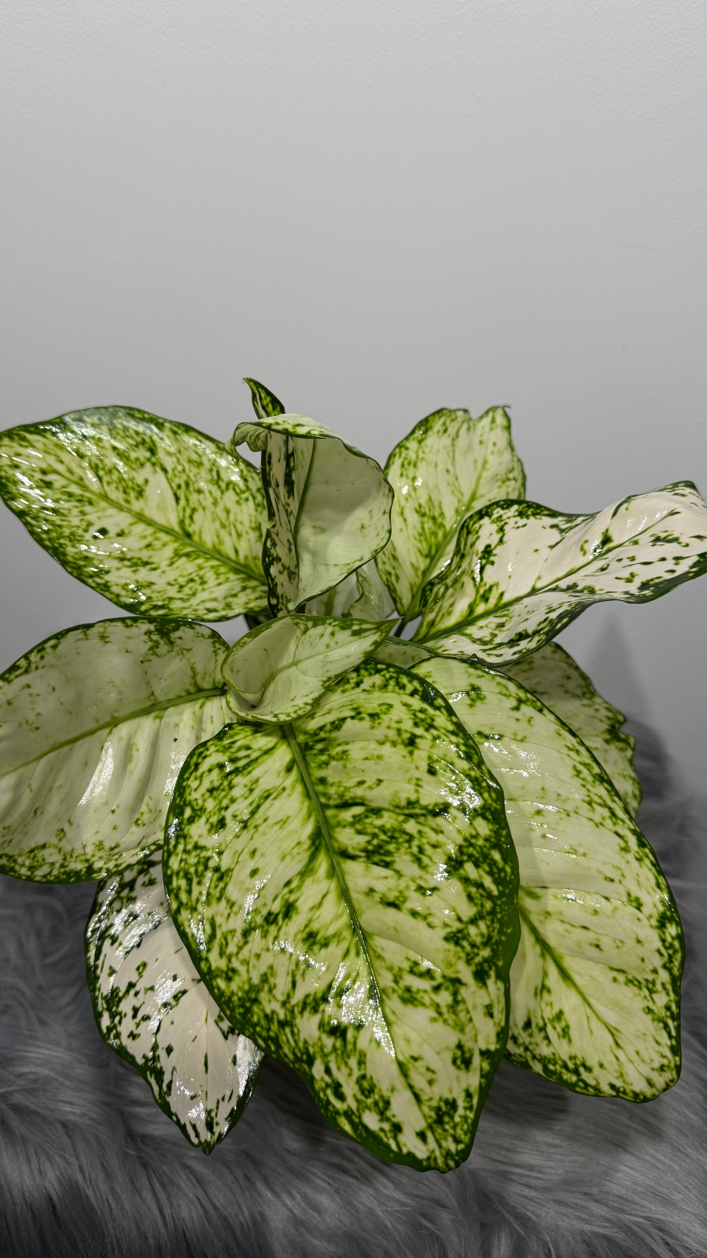 Aglaonema 8