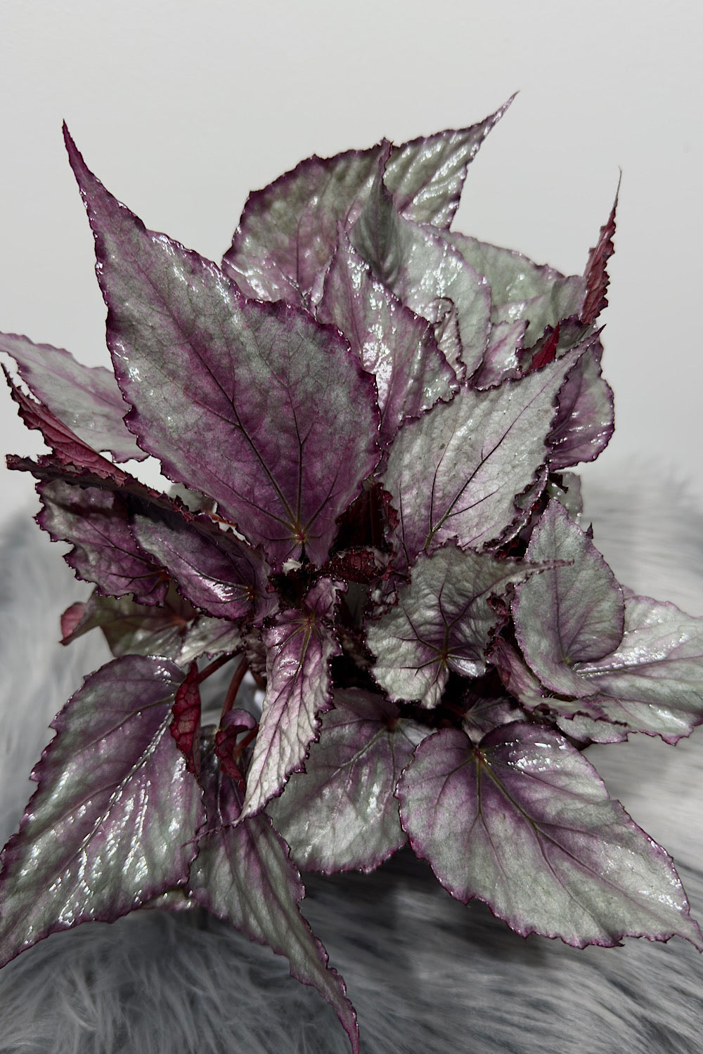 Begonia Beleaf 3 - www.augi-plants.lv