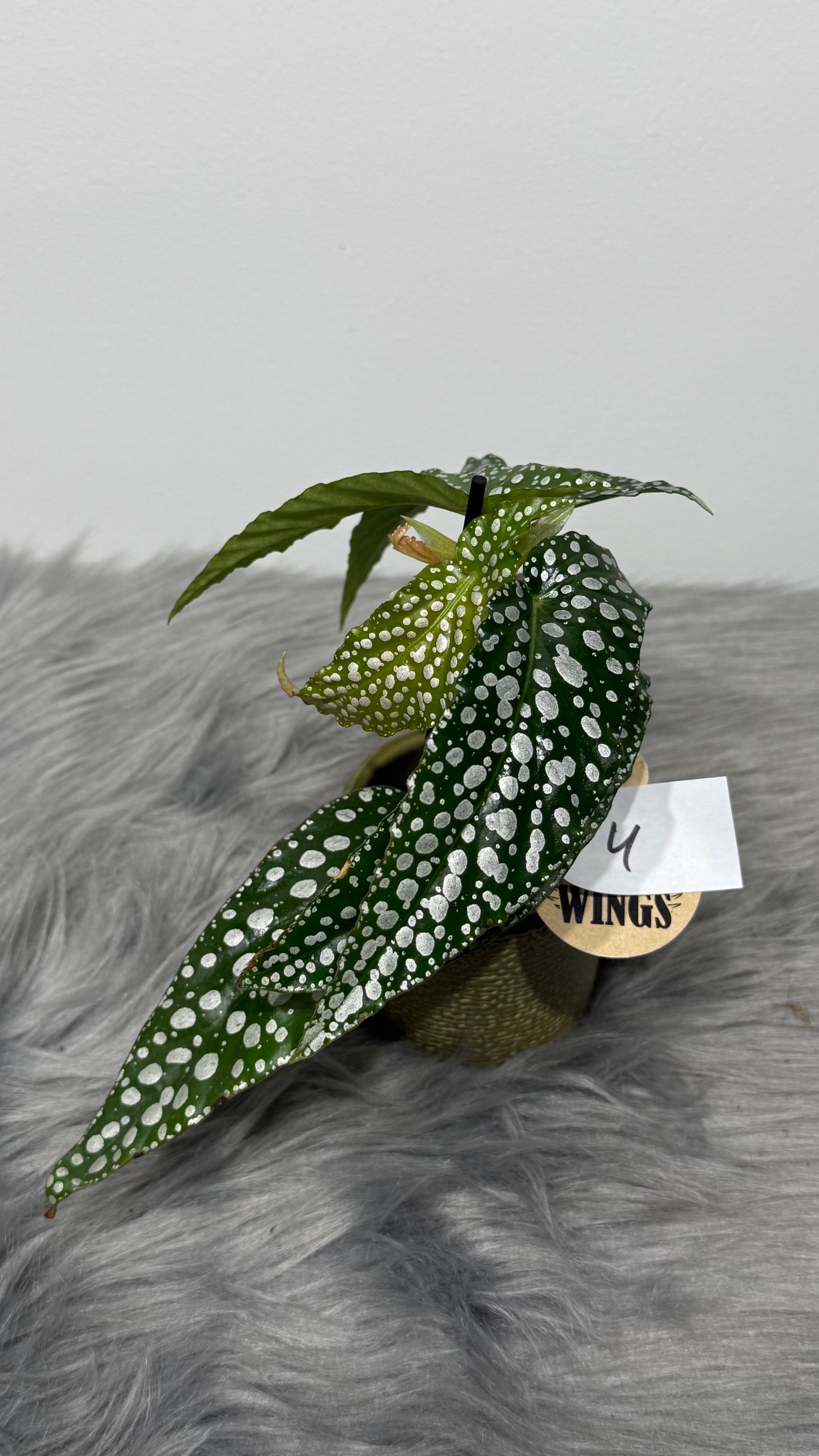 Begonia Angel Wings 4