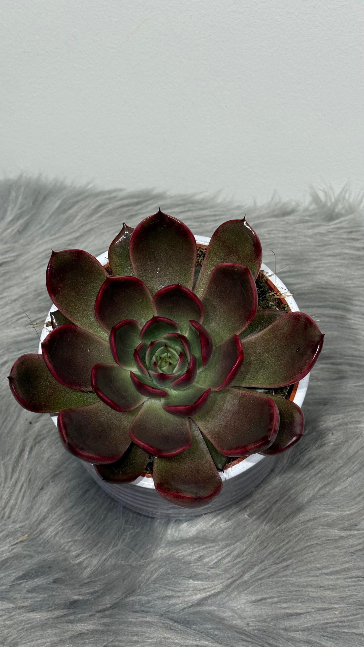 Echeveria 1