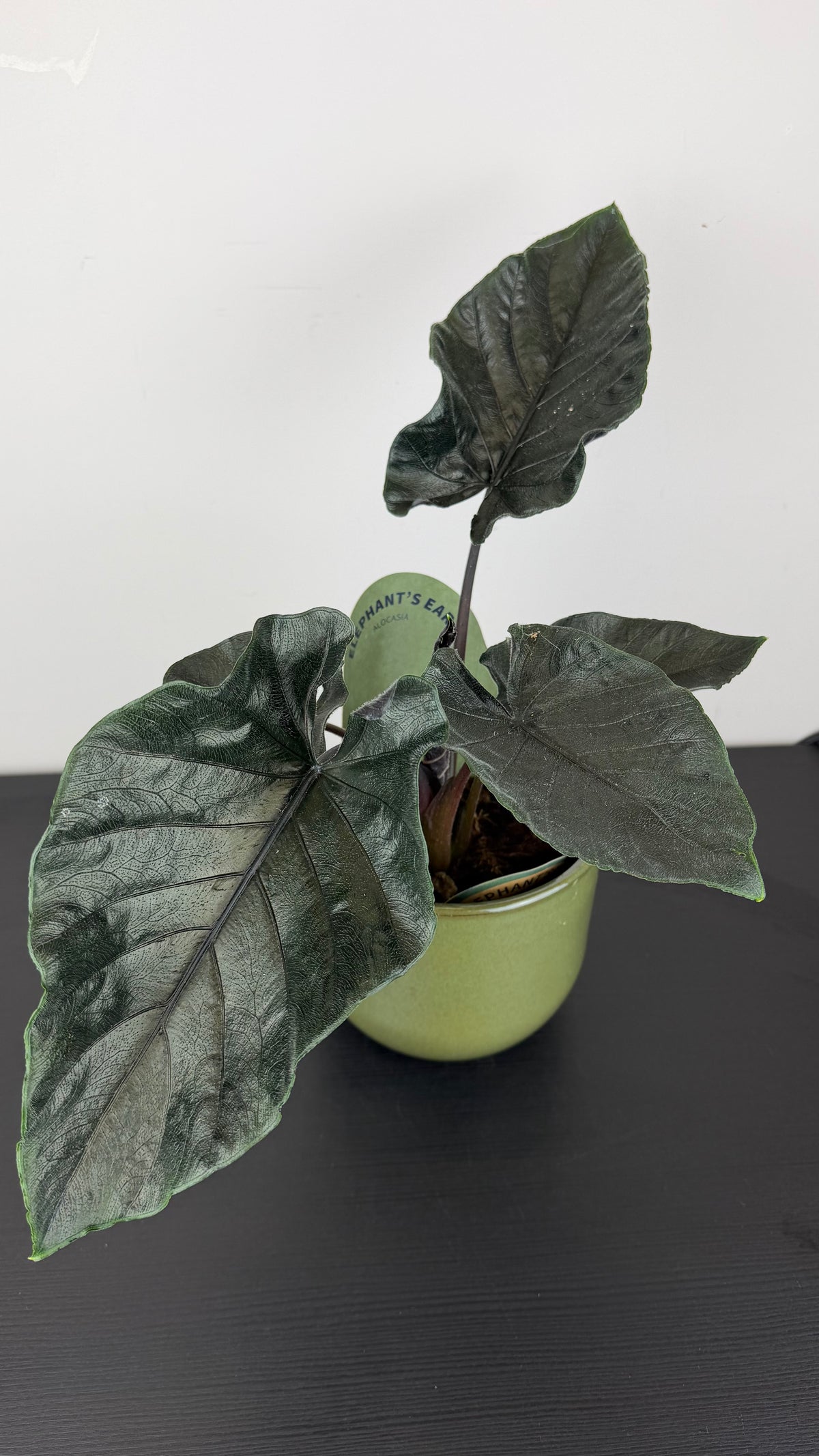 Alocasia Antoro Velvet