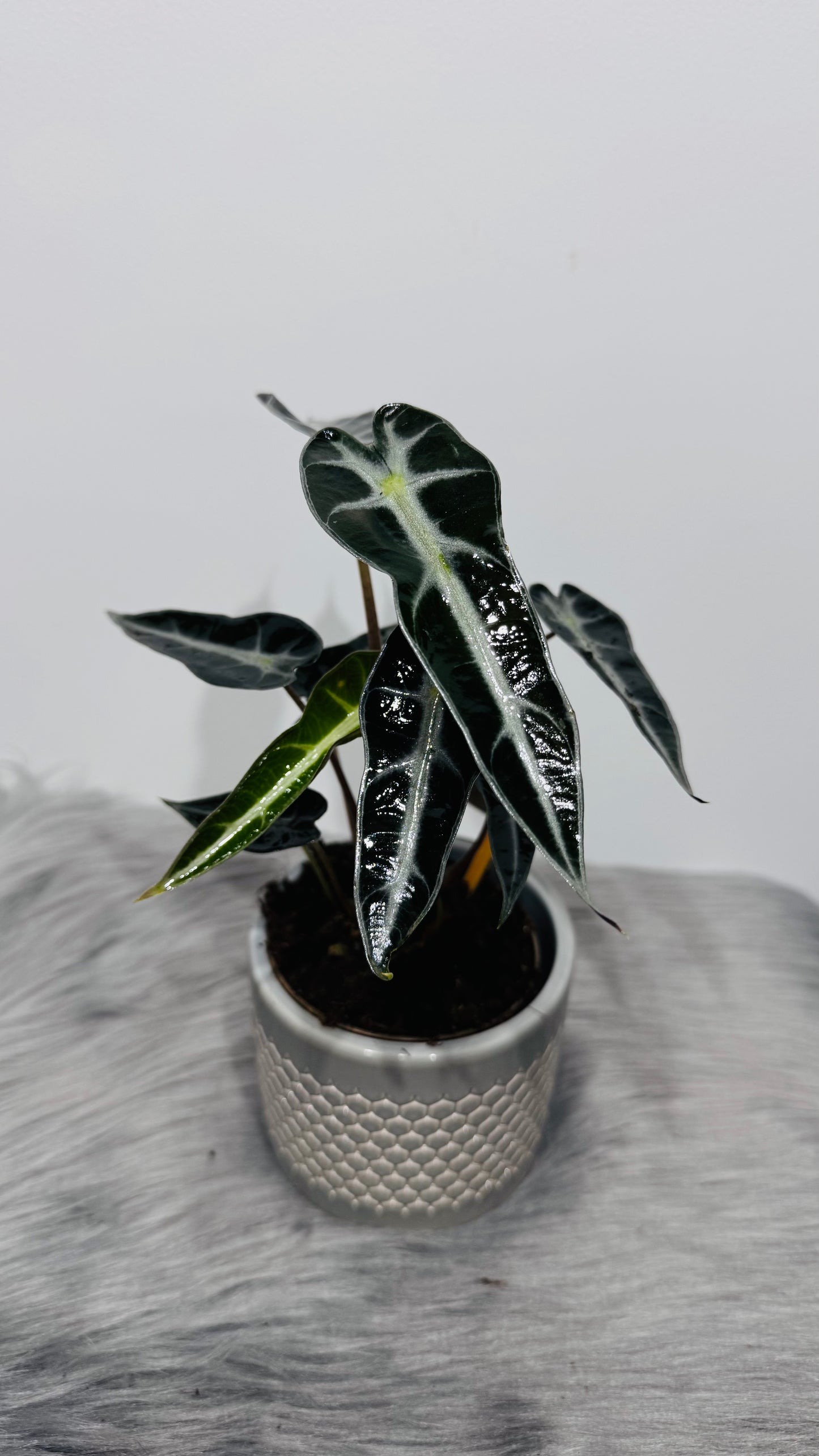 Alocasia Bambino Arrow