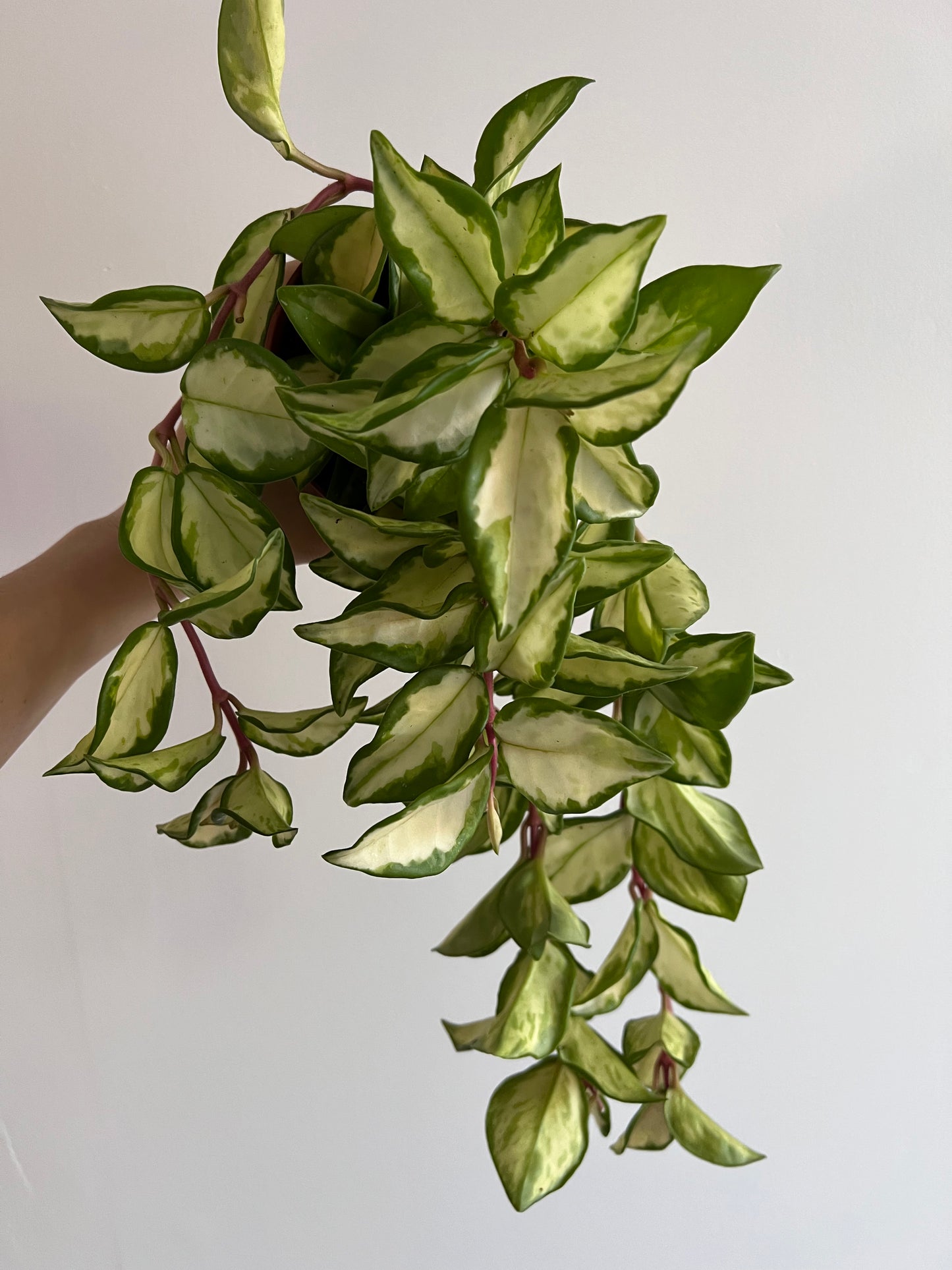 Hoya carnosa 'Tricolor' - www.augi-plants.lv