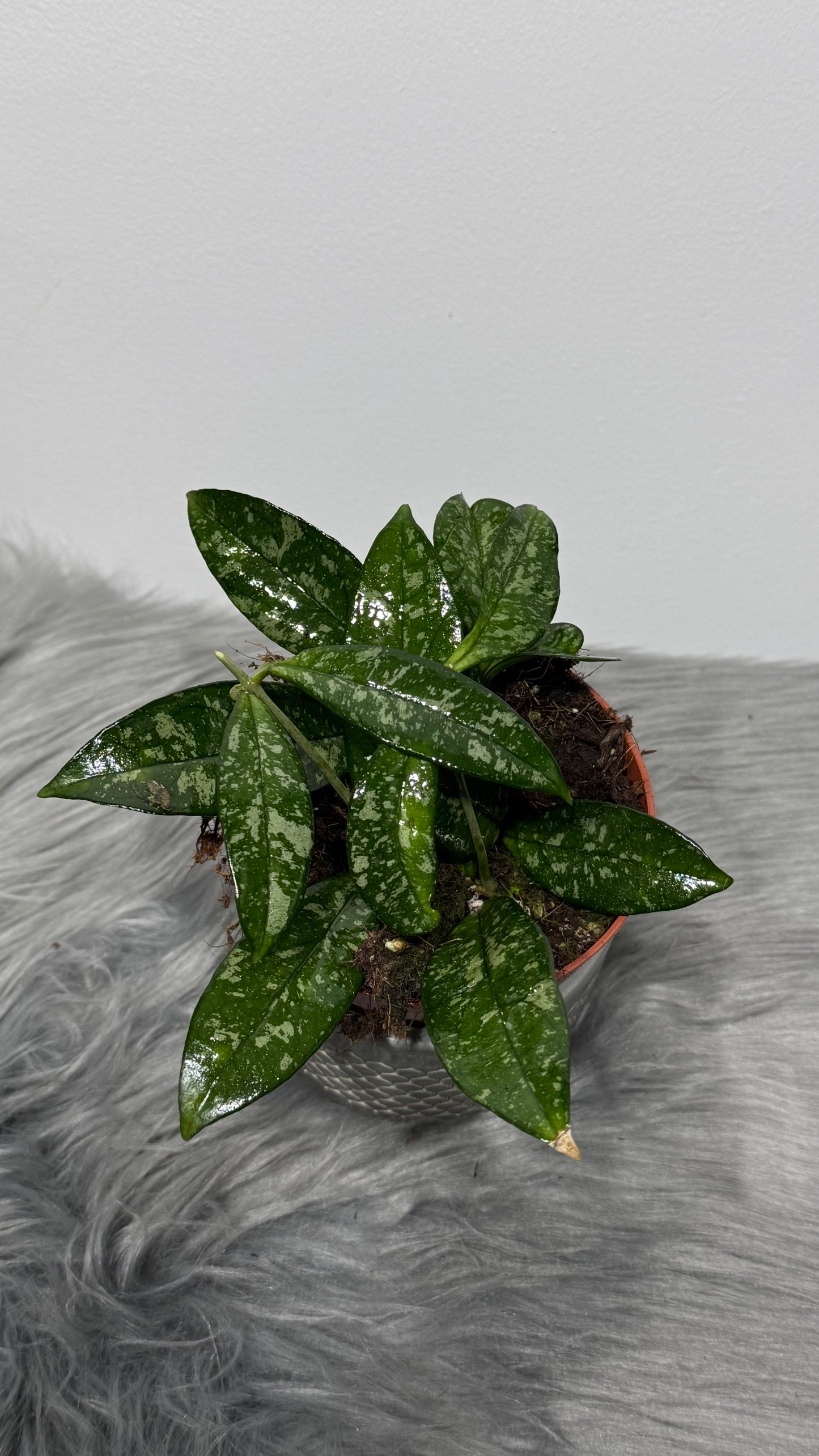 Hoya Crassipetiolata Splash