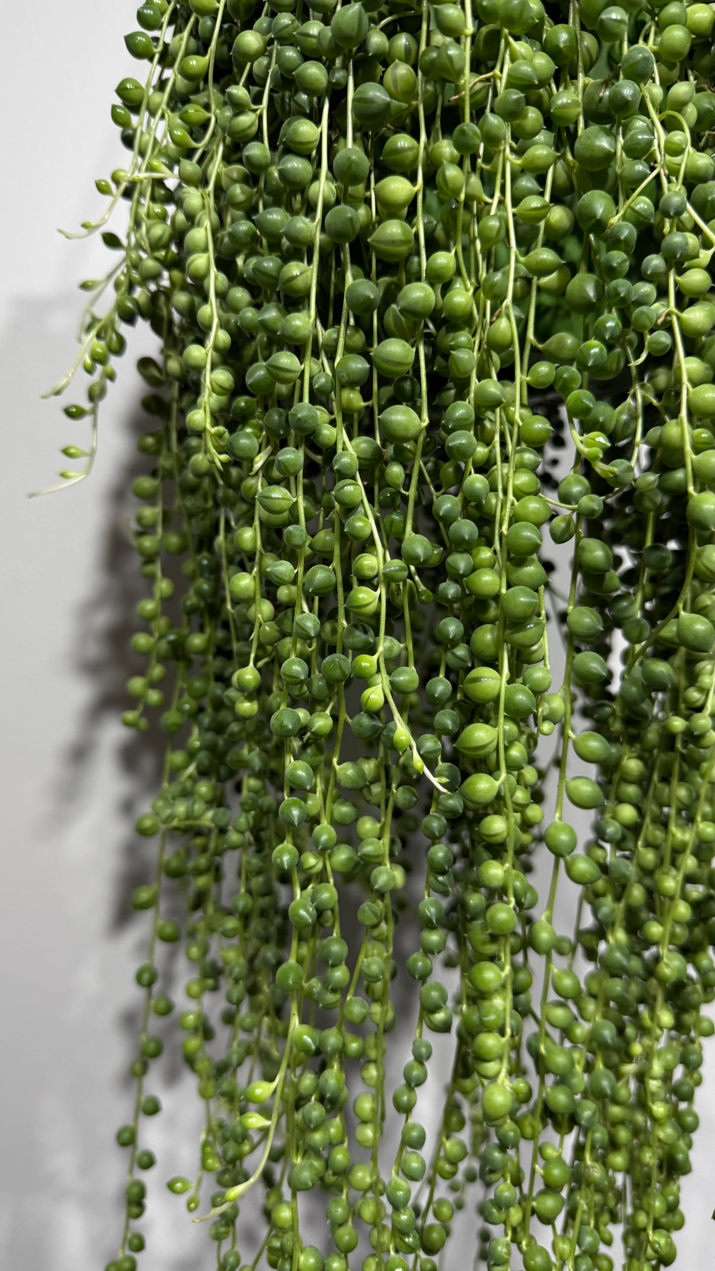 Senecio Rowleyanus