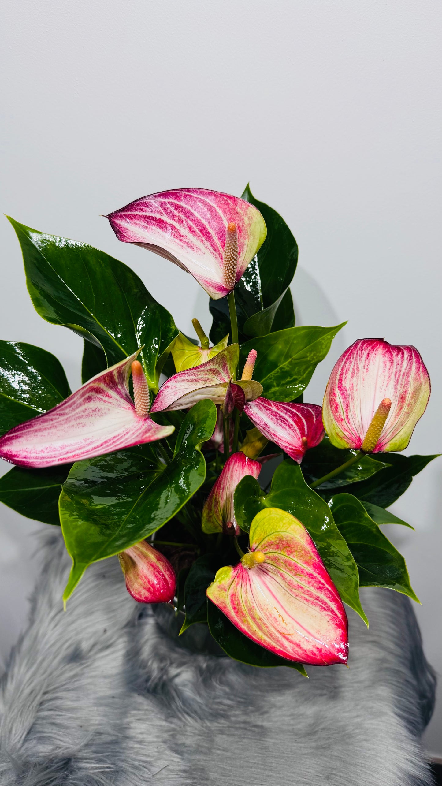 Anthurium White and Red