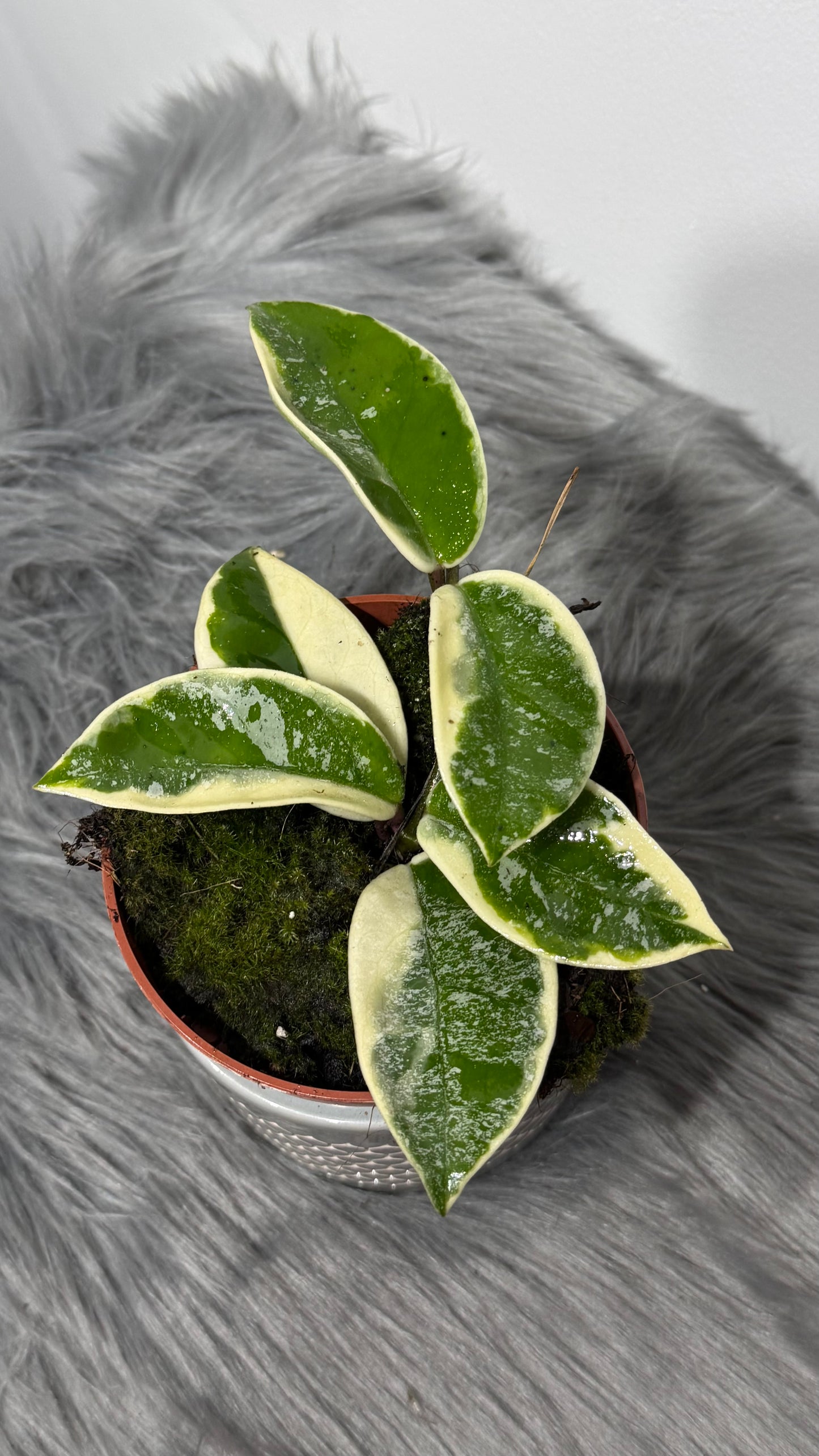 Hoya carnosa Krimson Queen Splash