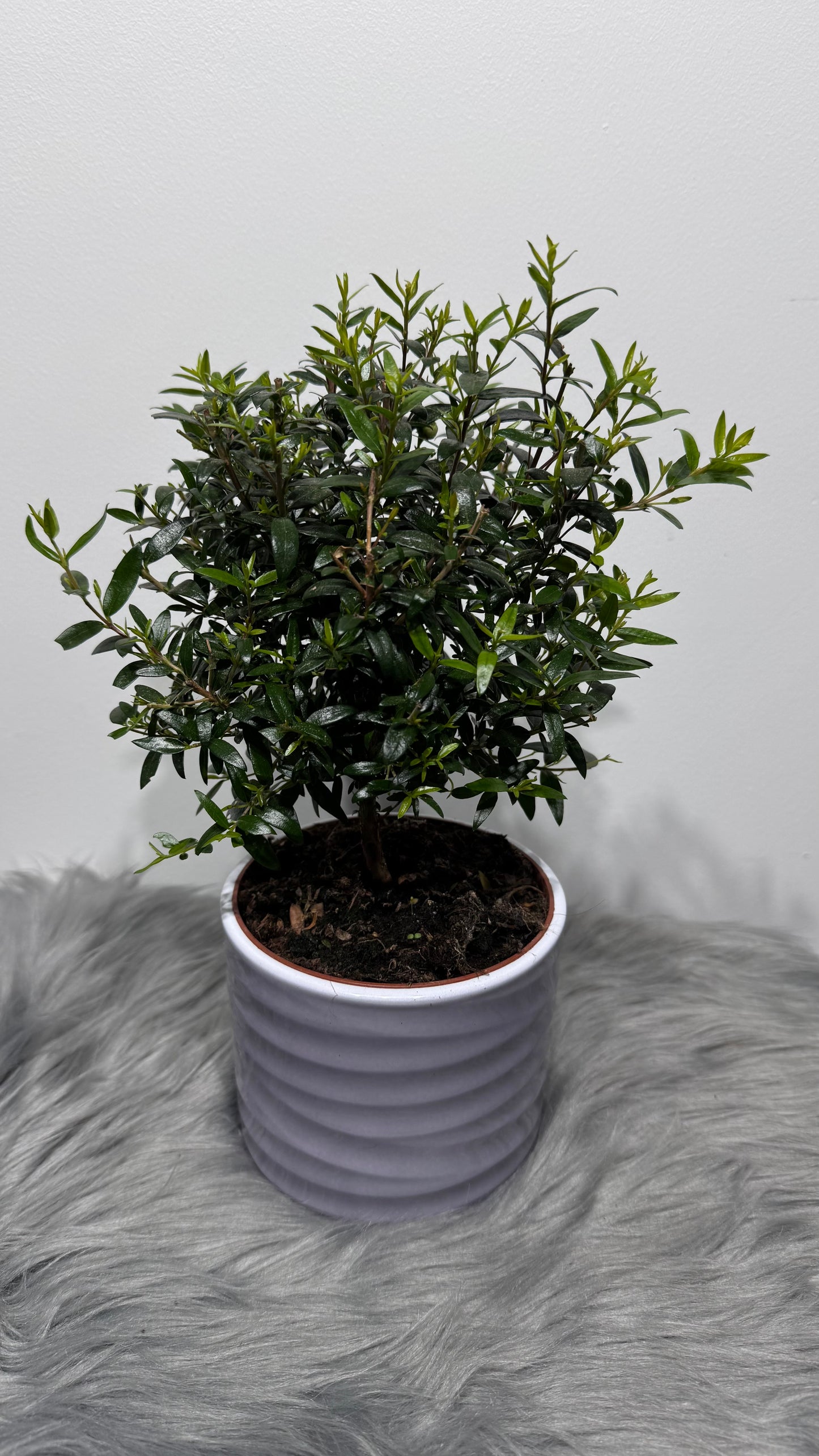 Myrtus Communis Mirte