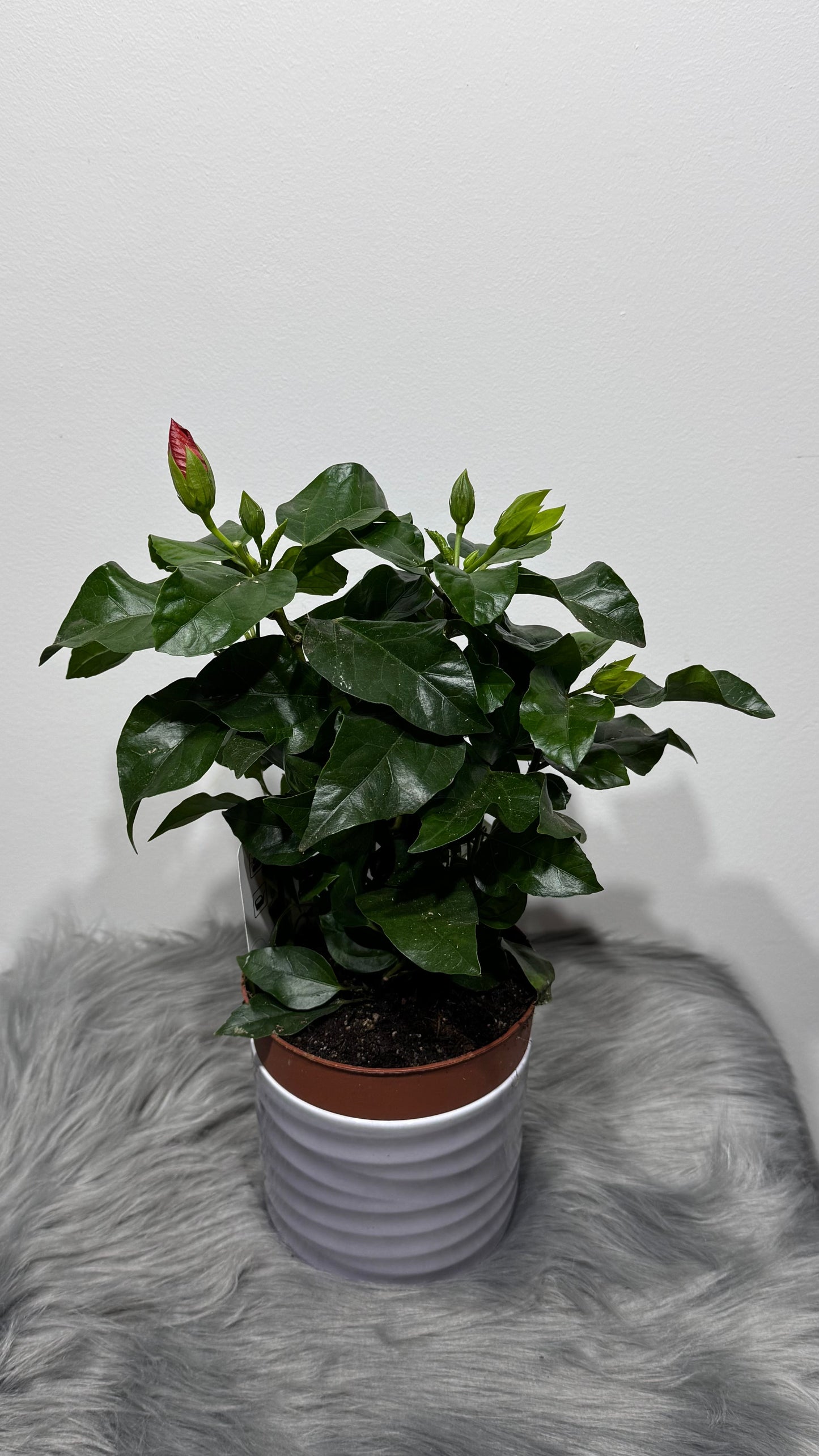 Hibiscus