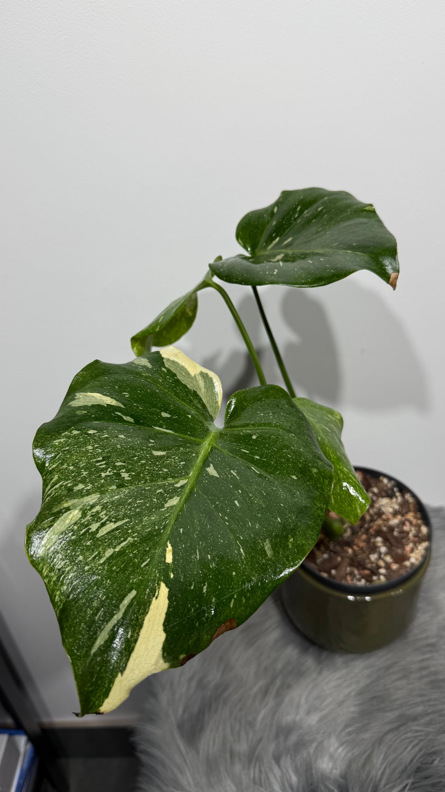 Monstera Thai Constellation 5