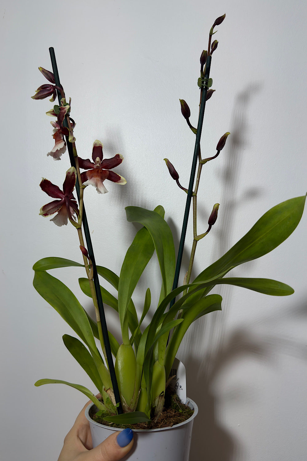 Orhideja Cambria 12 - www.augi-plants.lv