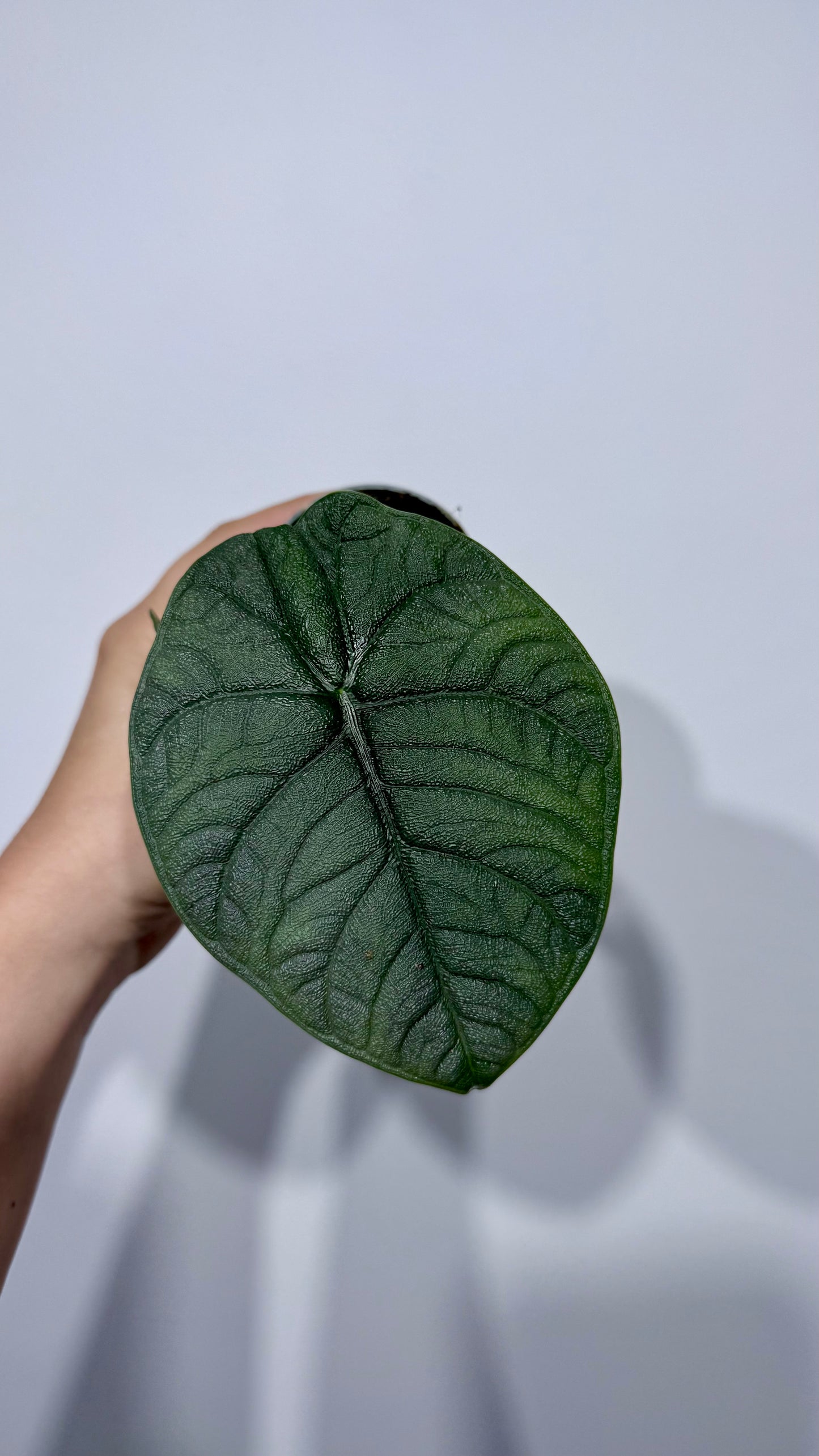 Alocasia Melo