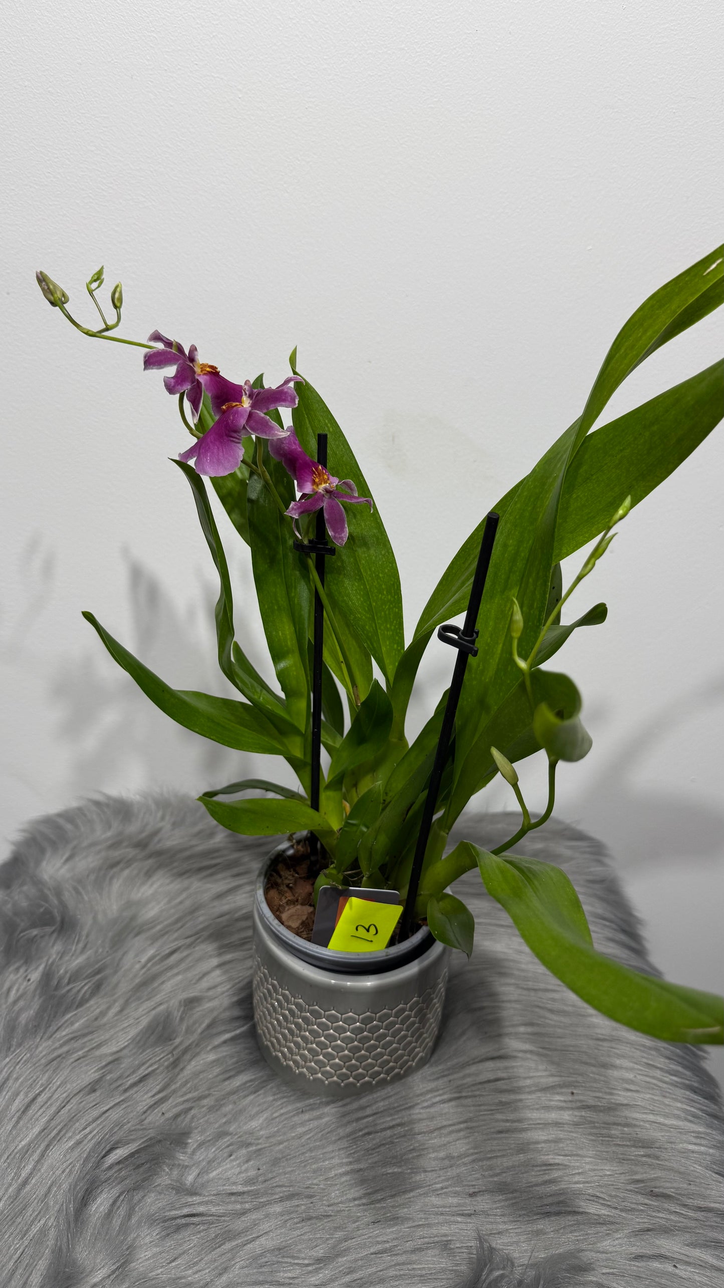 Orhideja Cambria 13
