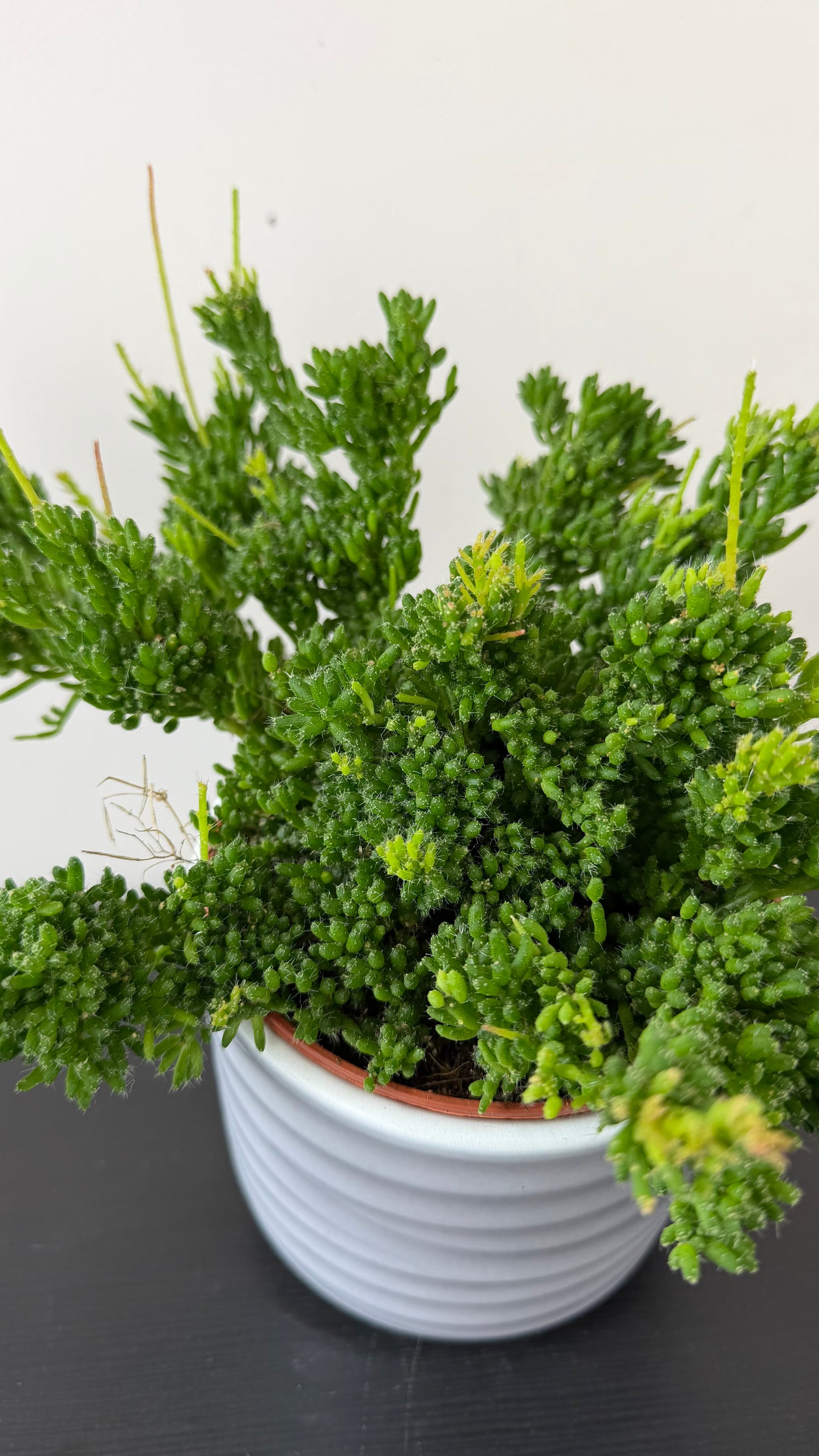 Rhipsalis Mesembryan