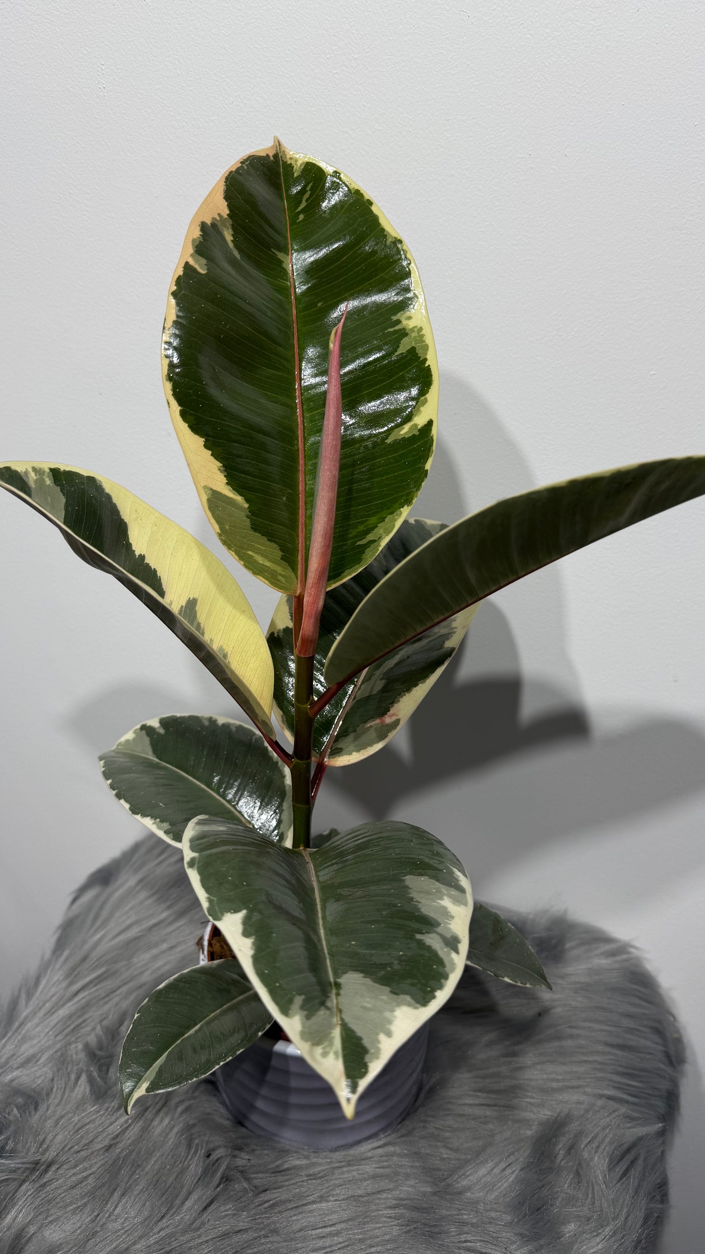 Ficus elastica Tineke