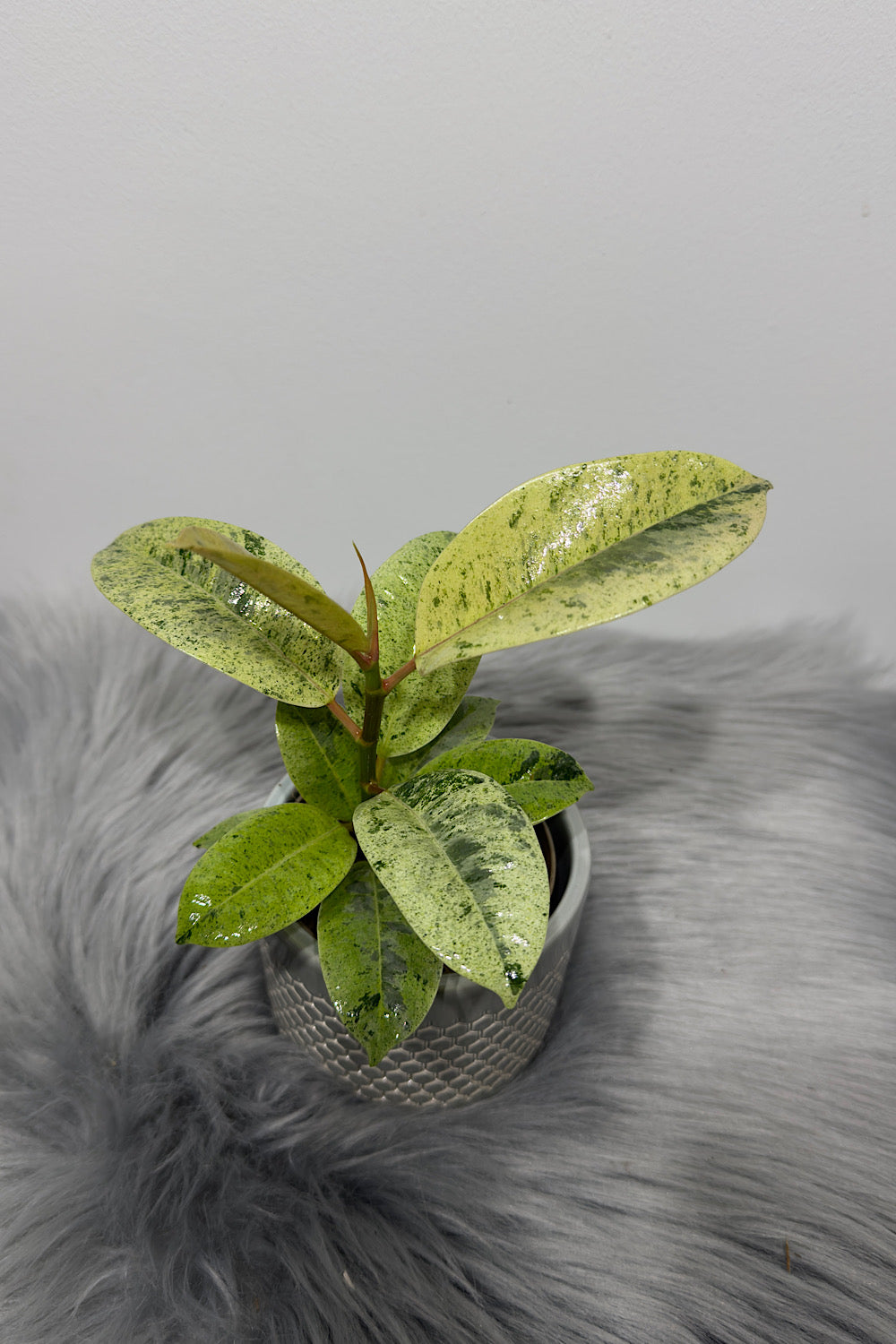 Ficus Schrijveriana - www.augi-plants.lv