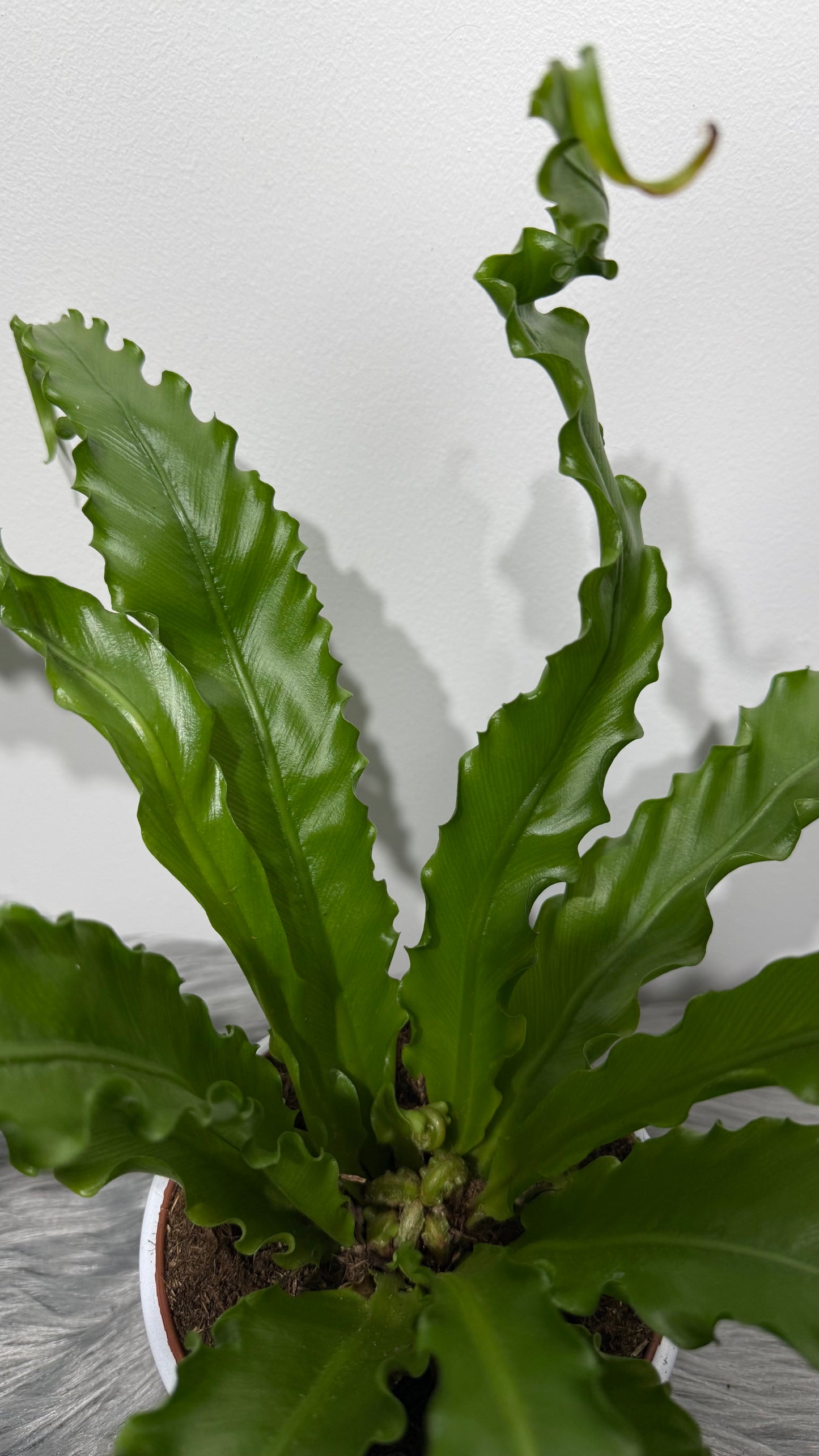 Asplenium Antiquum Osaka