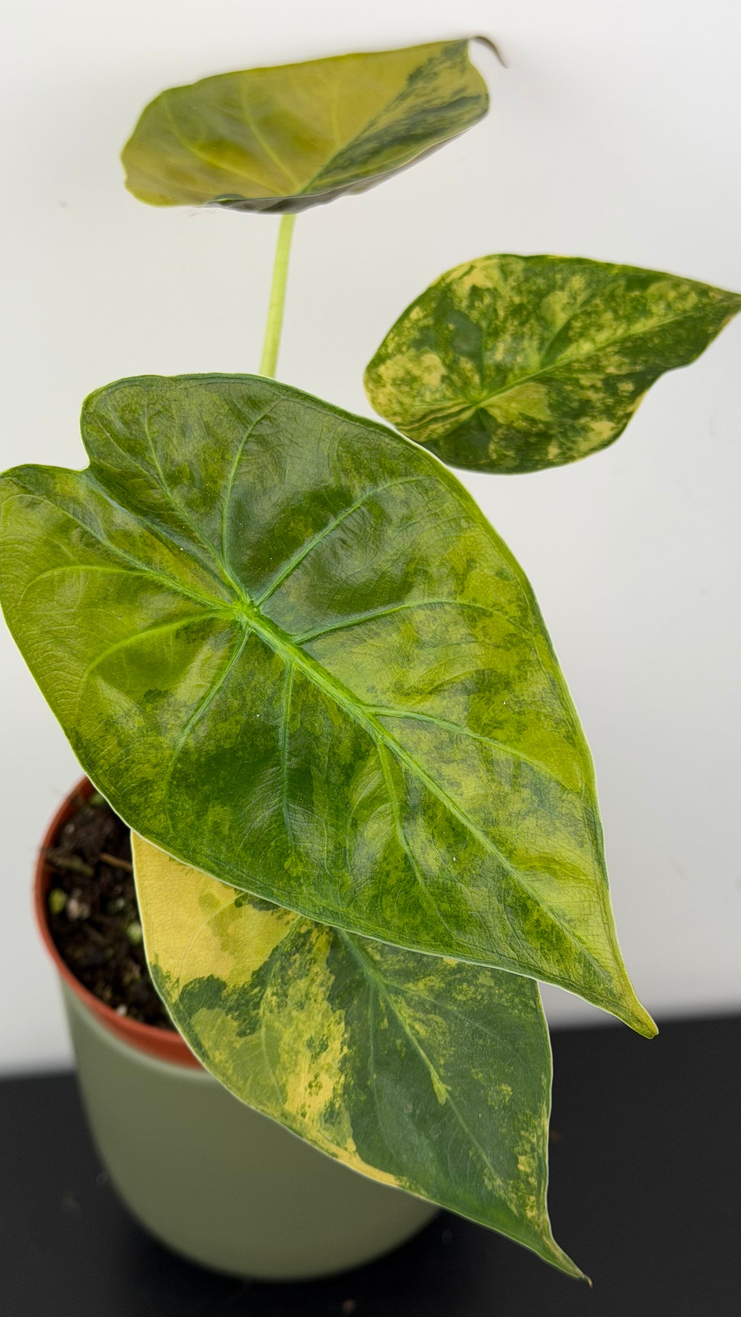 Alocasia Wentii Aurea