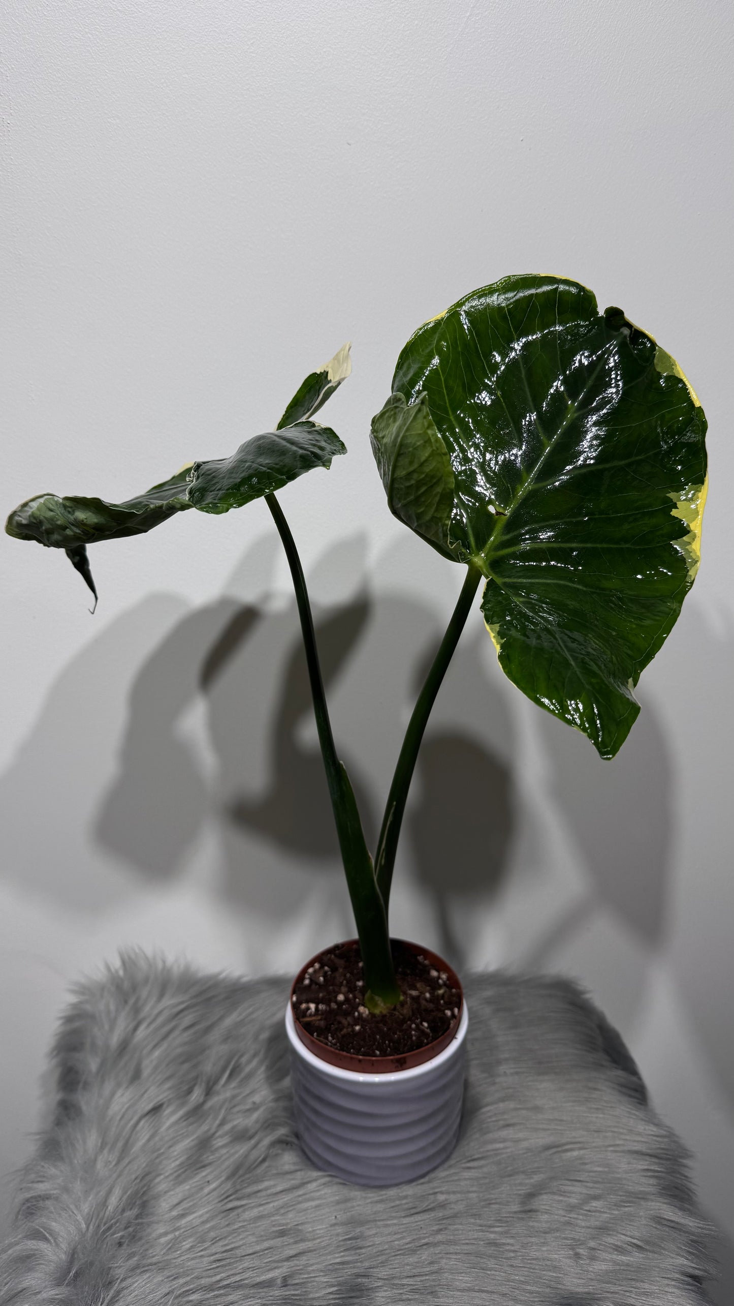 Alocasia Mickey Mouse