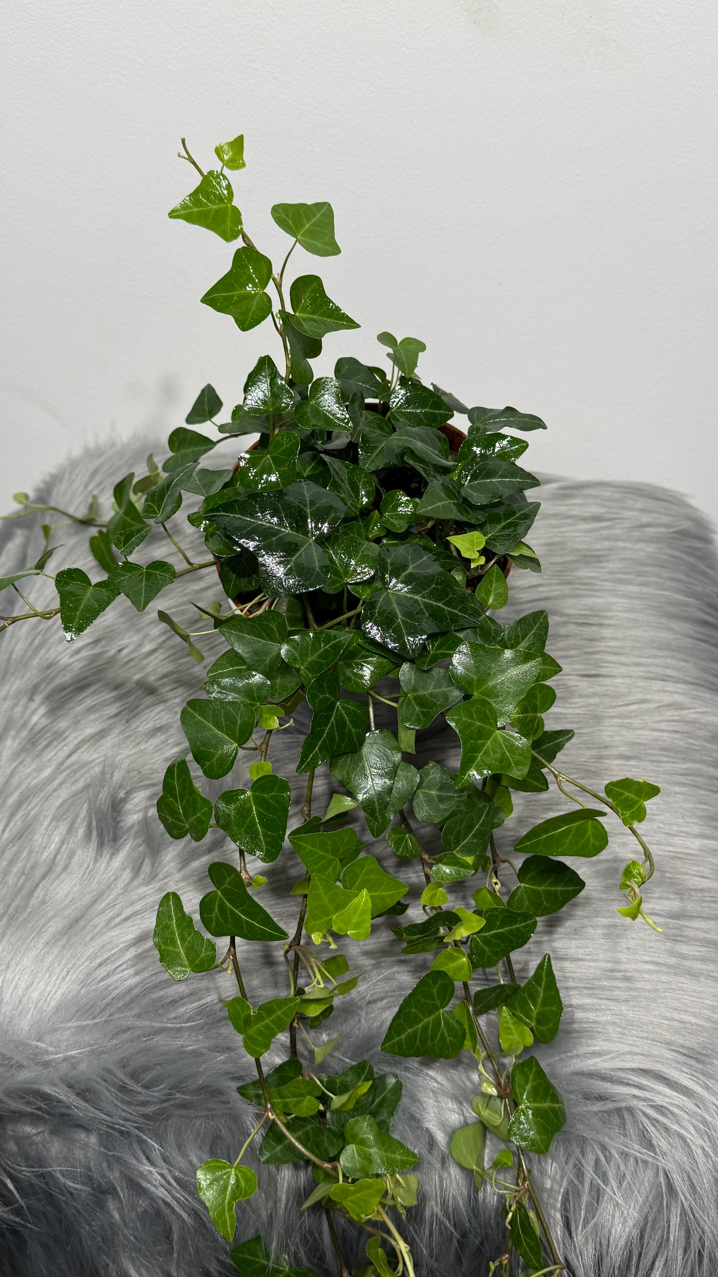 Ivy