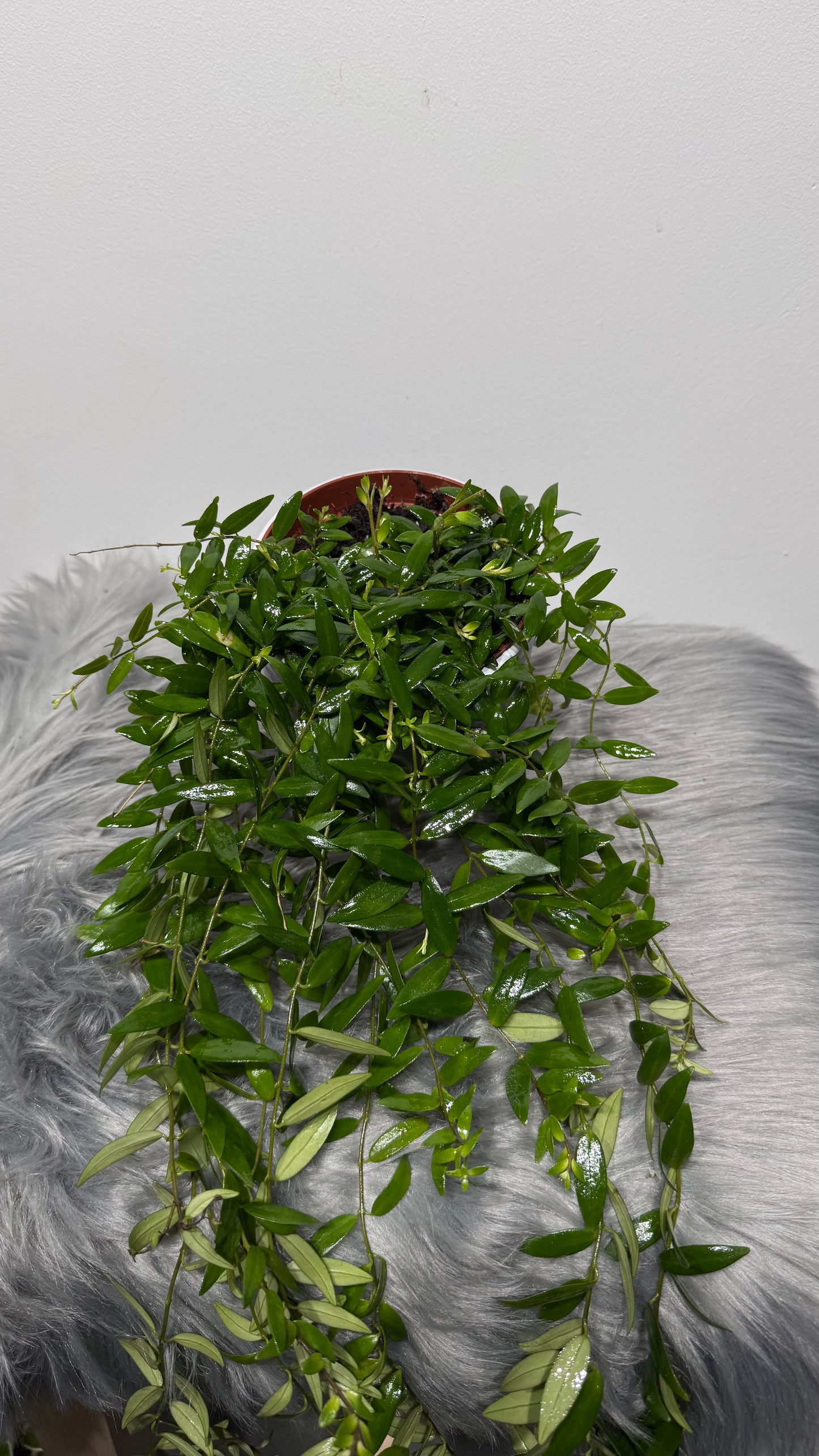 Aeschynanthus Japhrolepis/ Lipstick plant