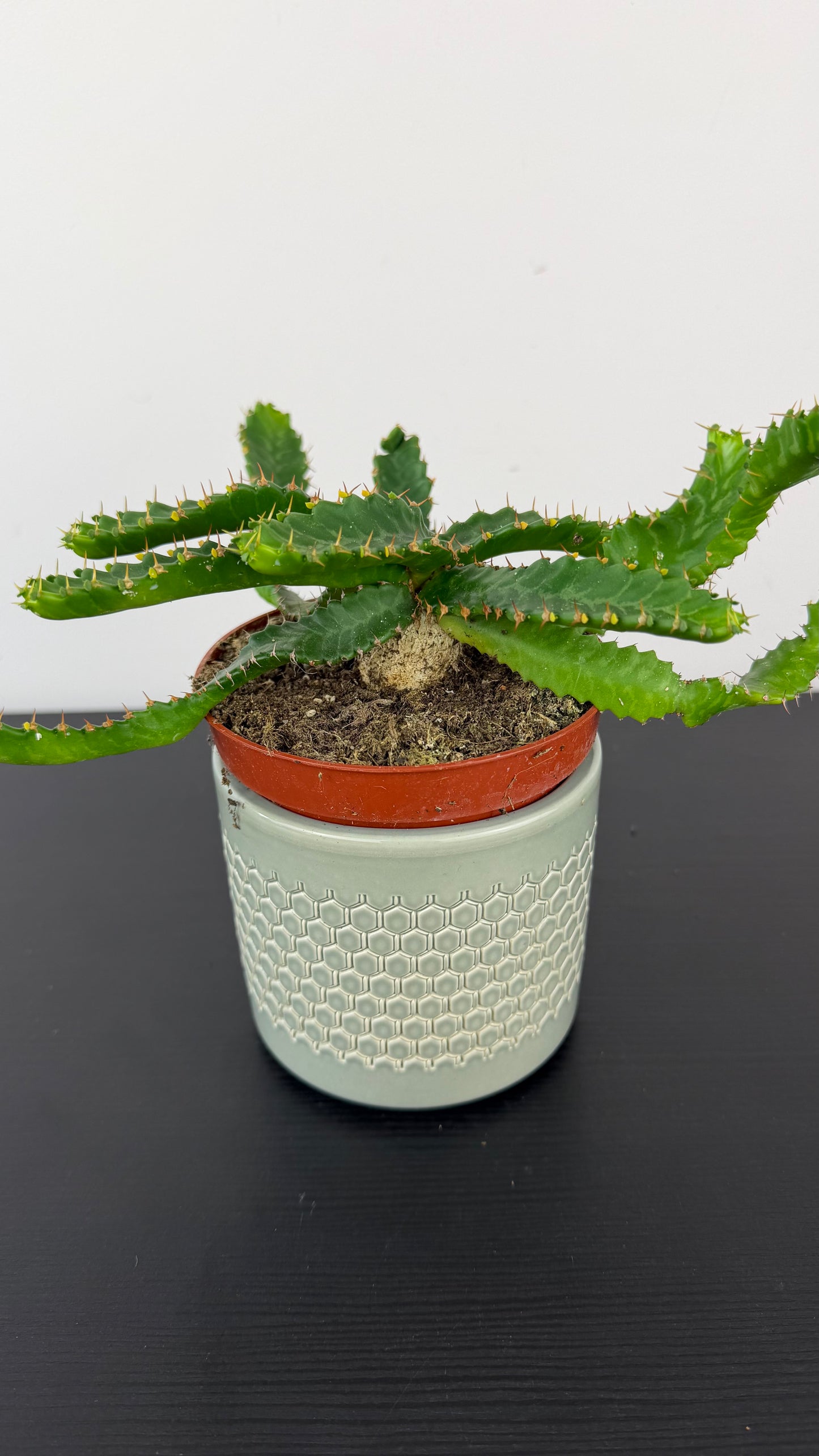 Euphorbia Stellata