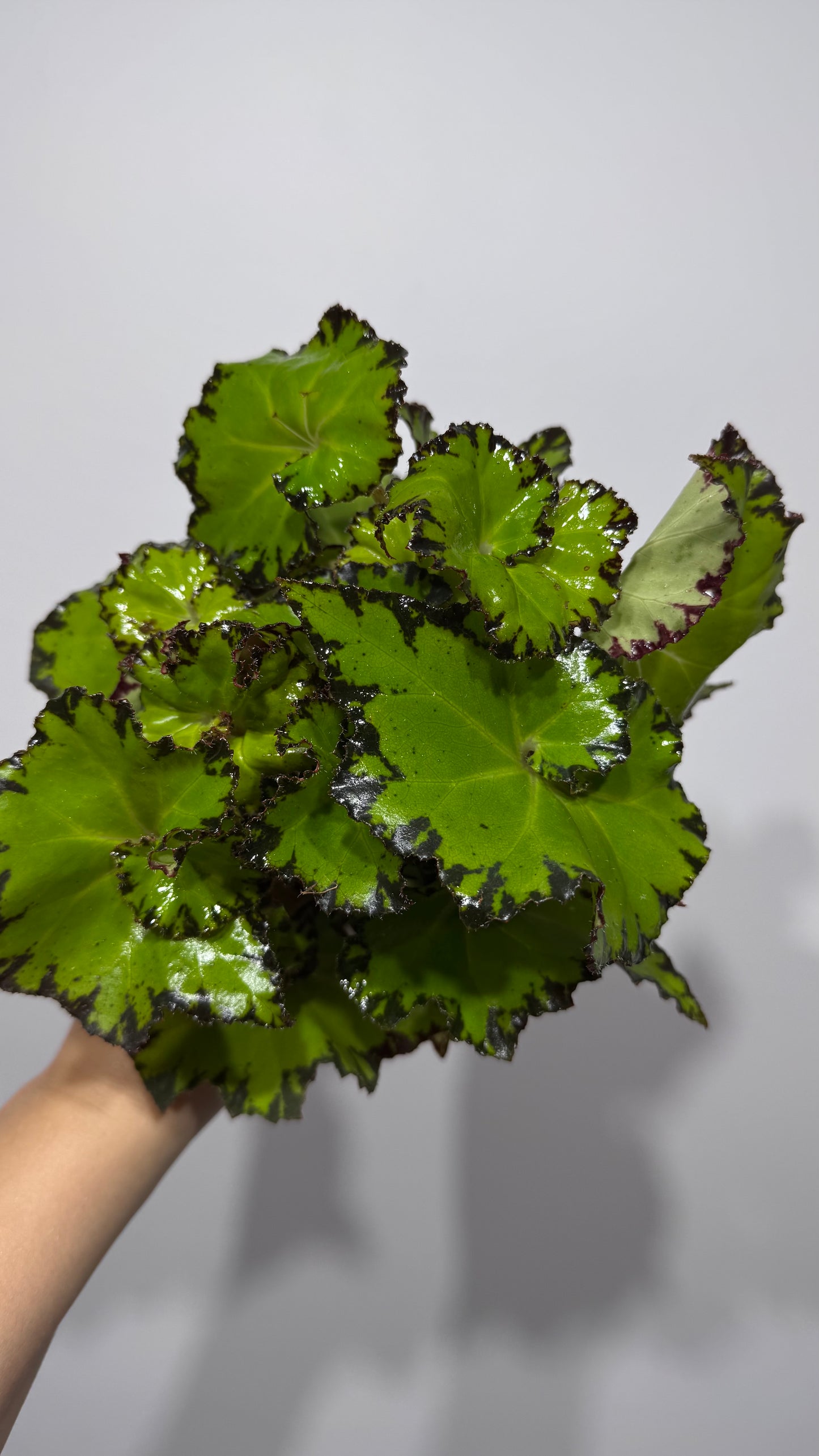 Begonia Rex 5