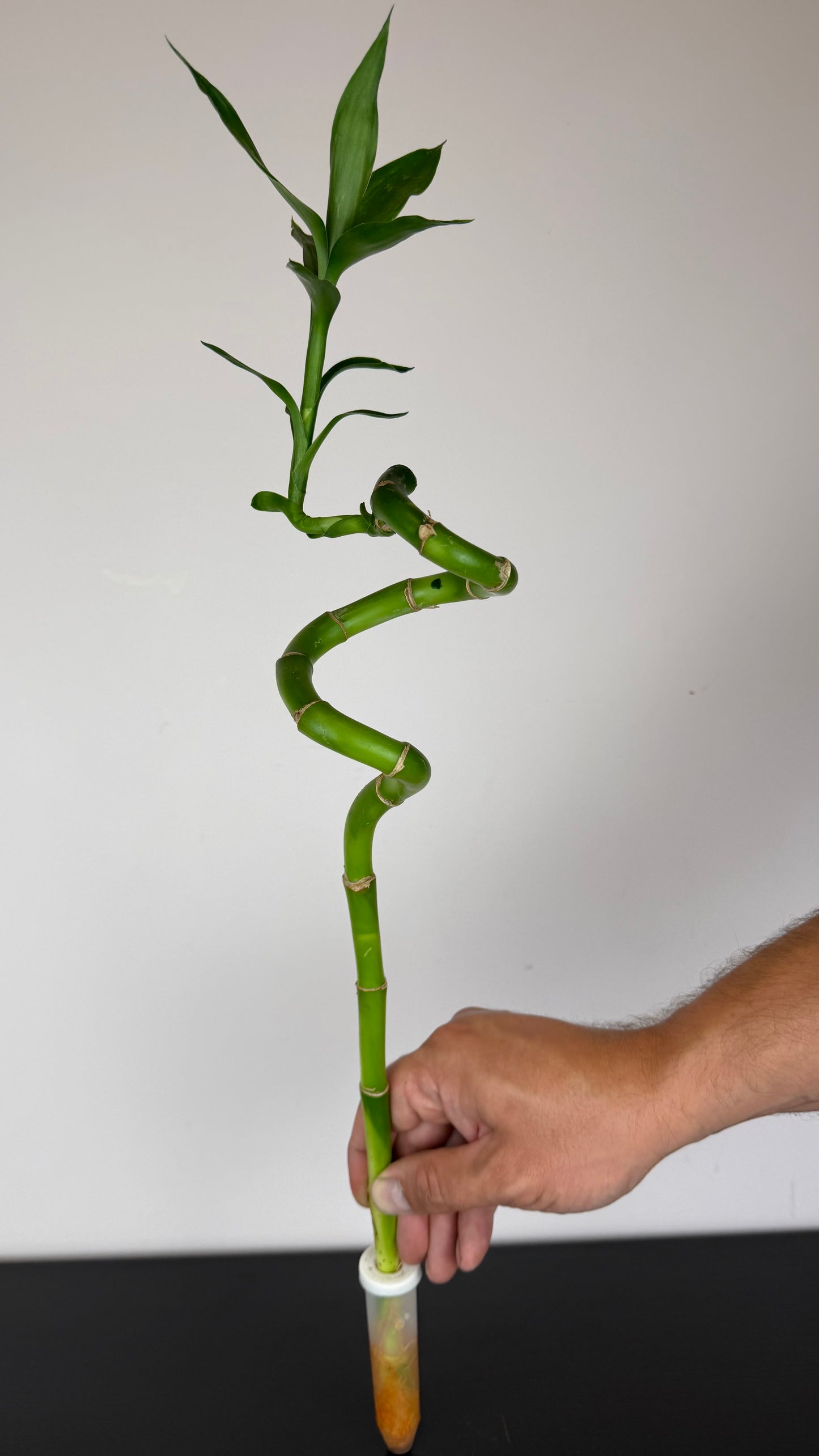 Dracaena Lucky Bamboo