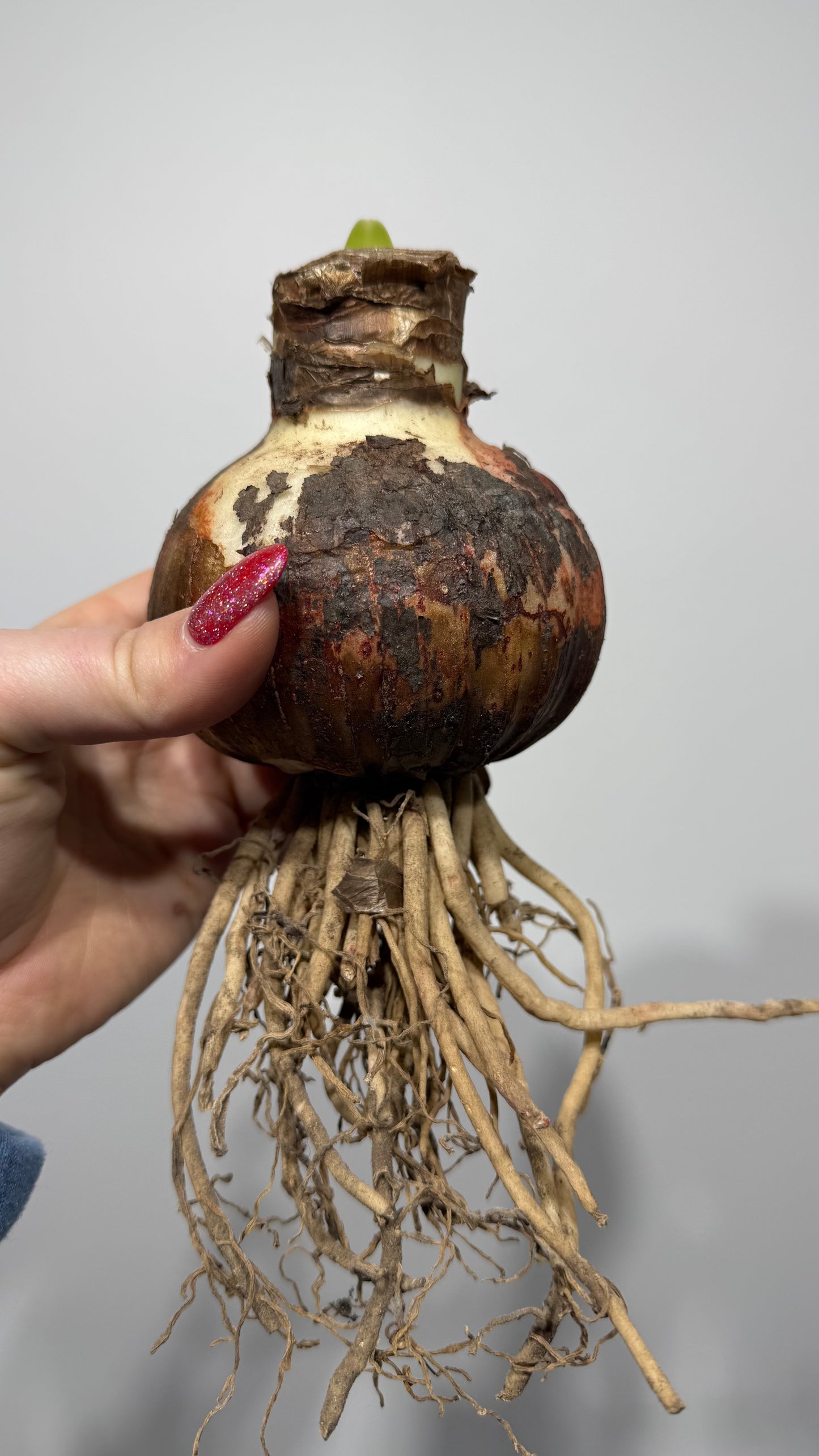 Amaryllis Cherry Nymph