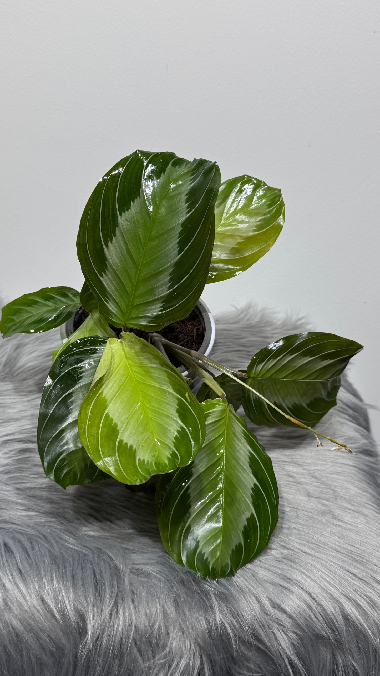 Maranta Silver