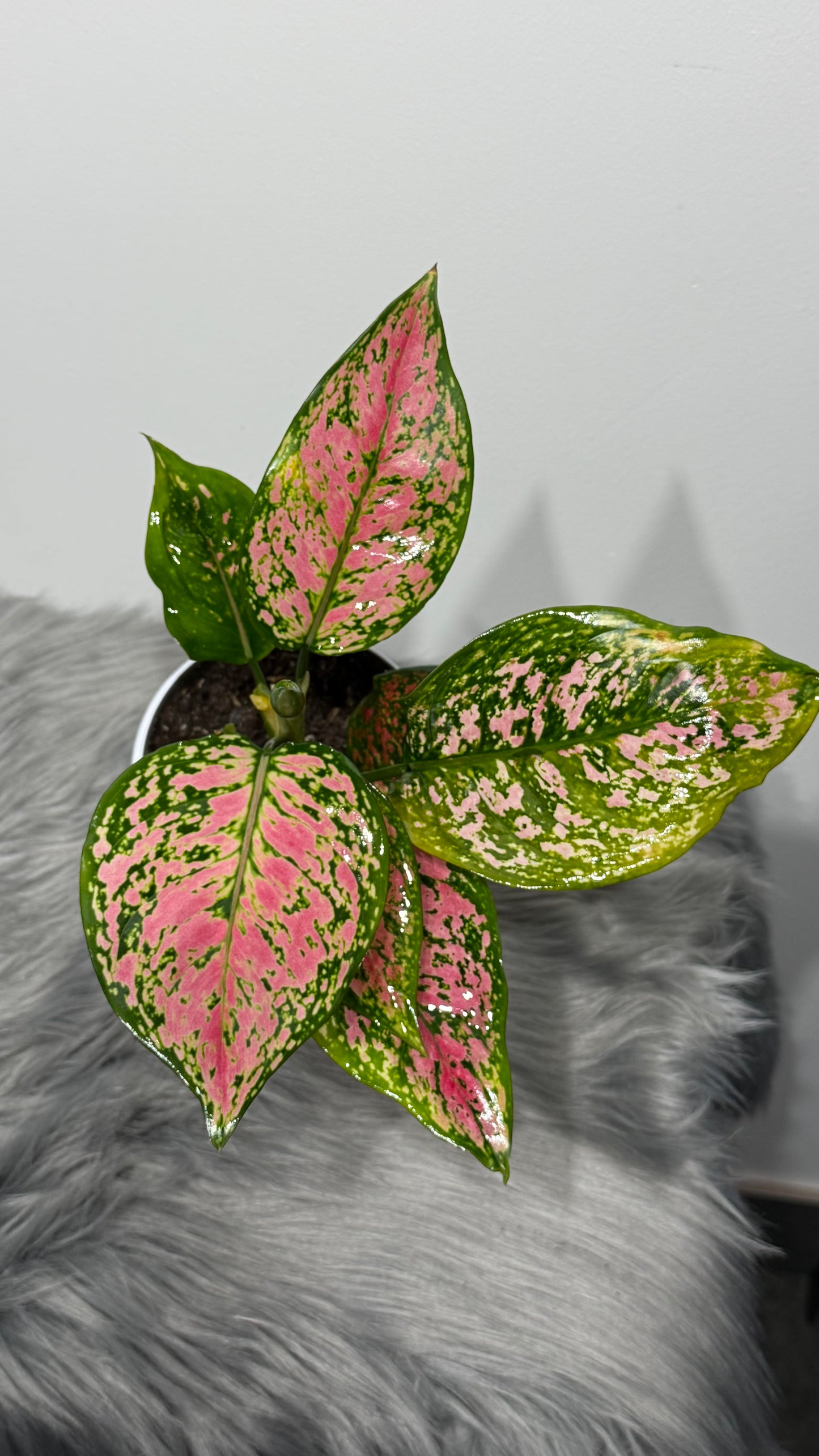 Aglaonema 7