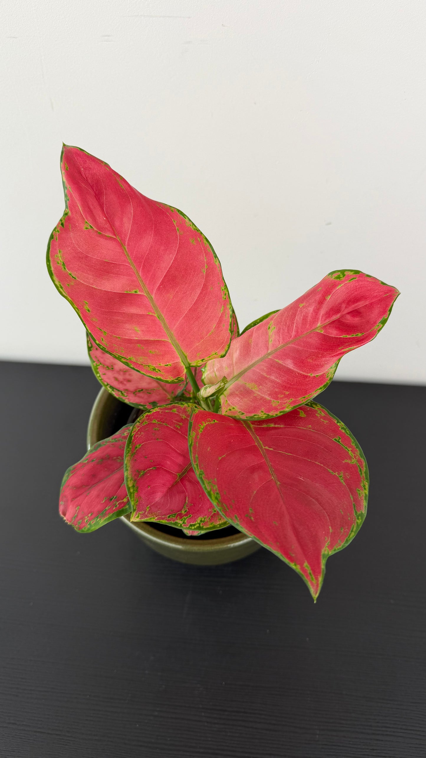 Aglaonema 9