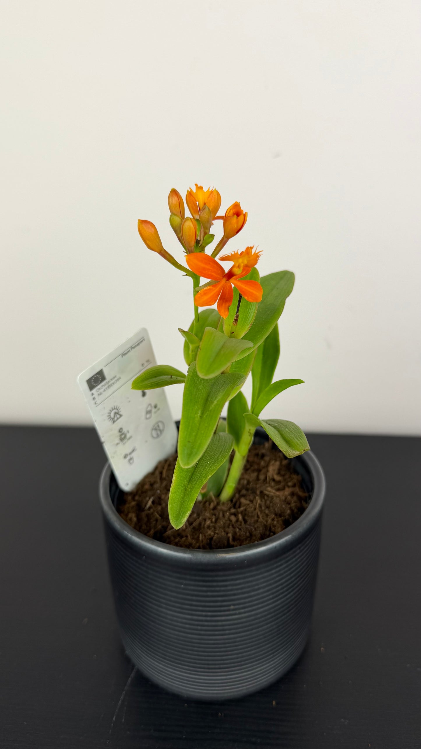 Epidendrum orange/red