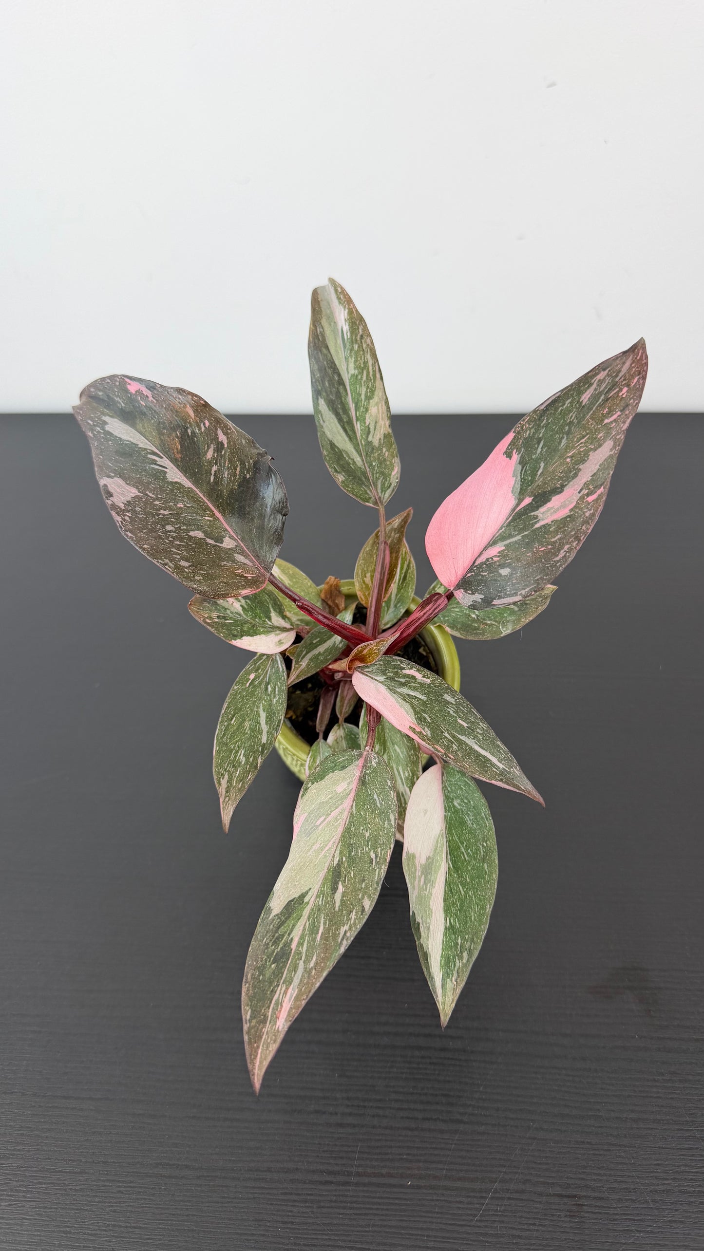 Philodendron Pink Princess Marble