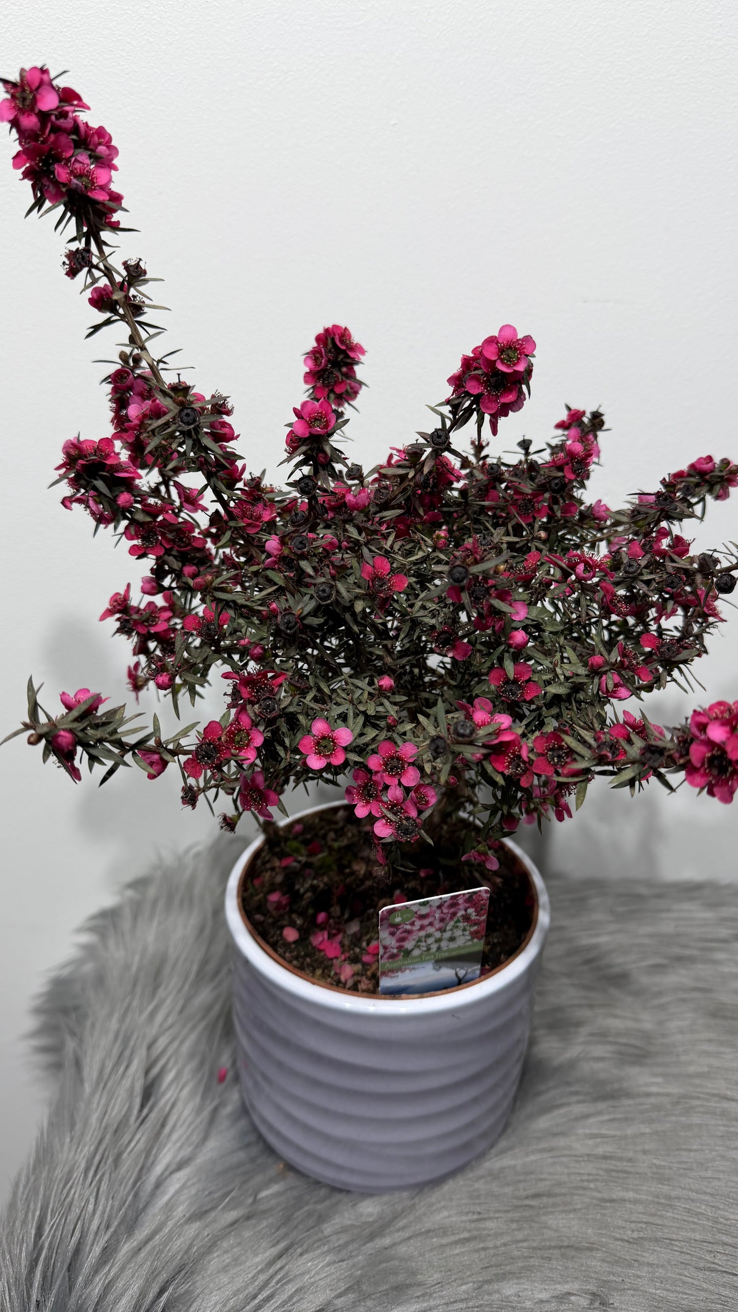 Leptospermum Scoparium