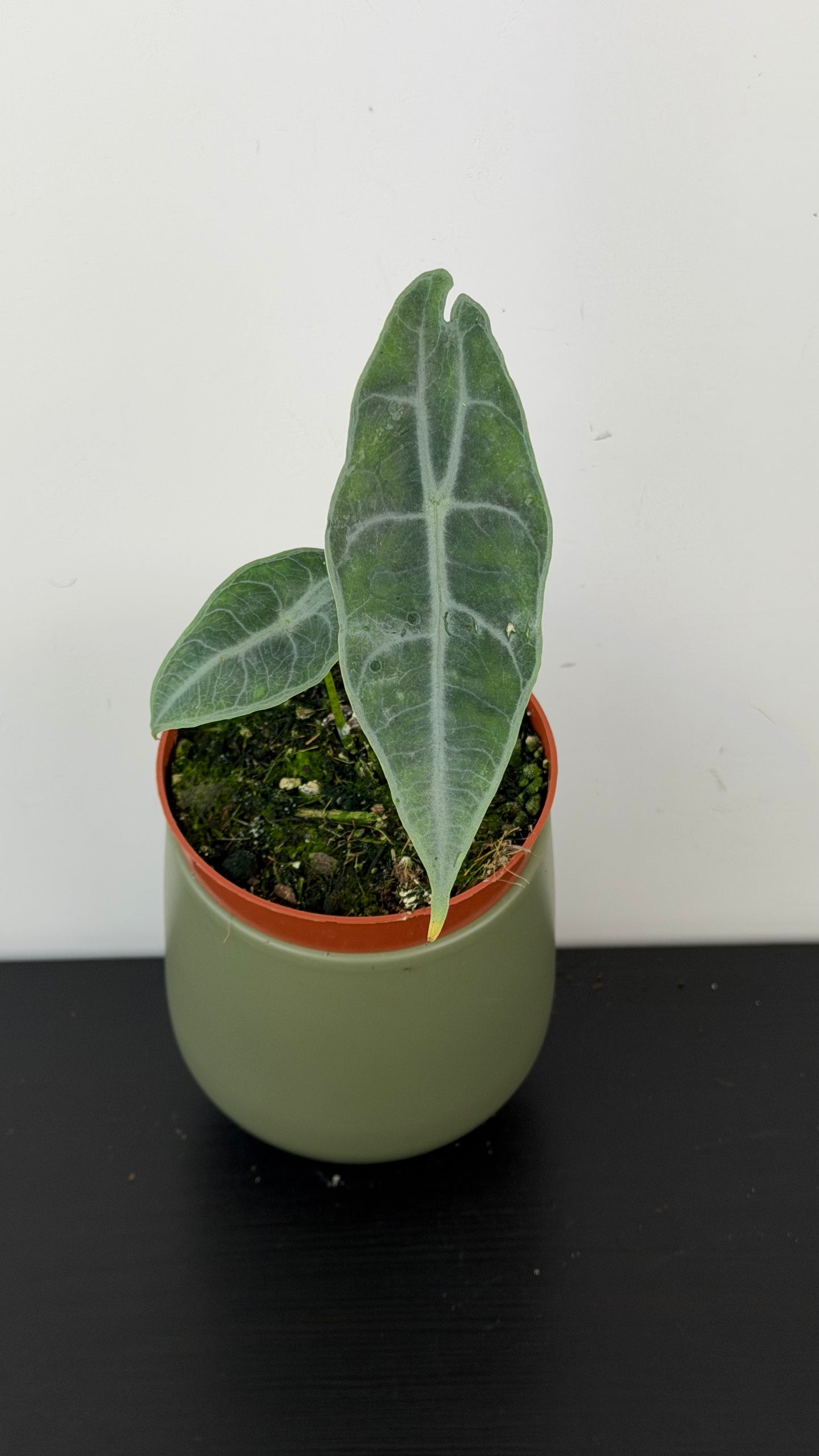 Alocasia Longiloba Silver