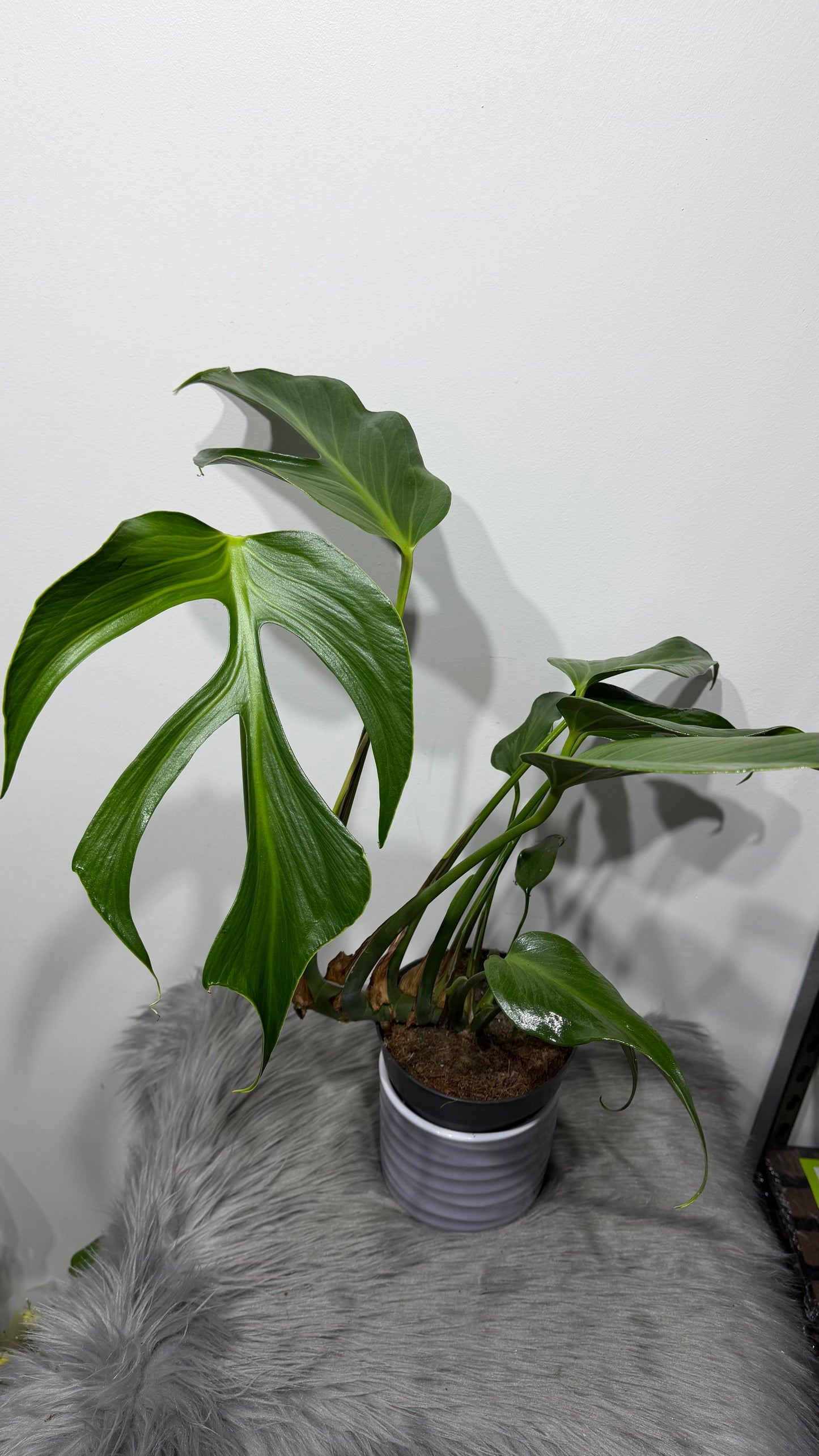 Monstera Burle Marx Flame